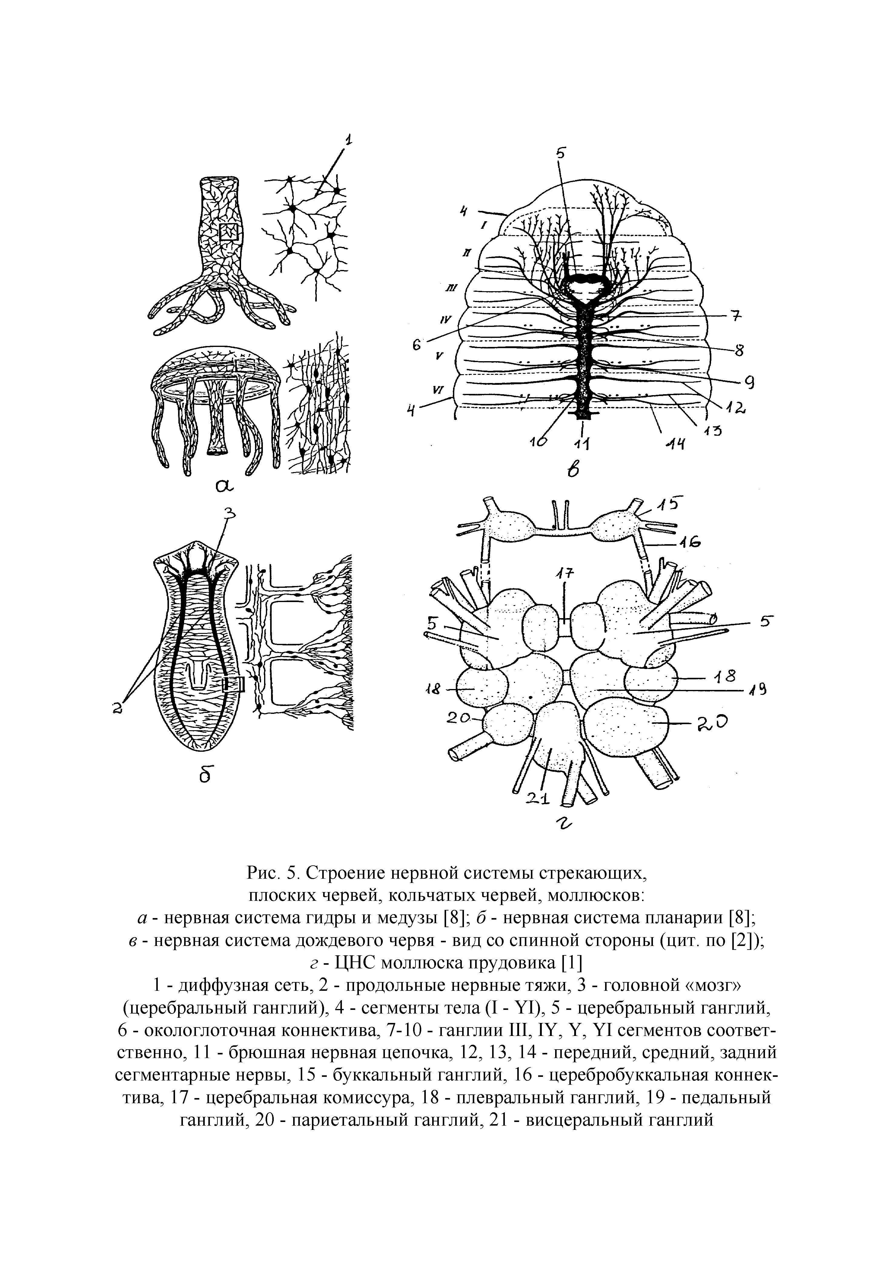 Рис. 5. Строение нервной системы стрекающих, плоских червей, кольчатых червей, моллюсков а - нервная система гидры и медузы [8] б - нервная система планарии [8] в - нервная система дождевого червя - вид со спинной стороны (цит. по [2]) г - ЦНС моллюска прудовика [1]...