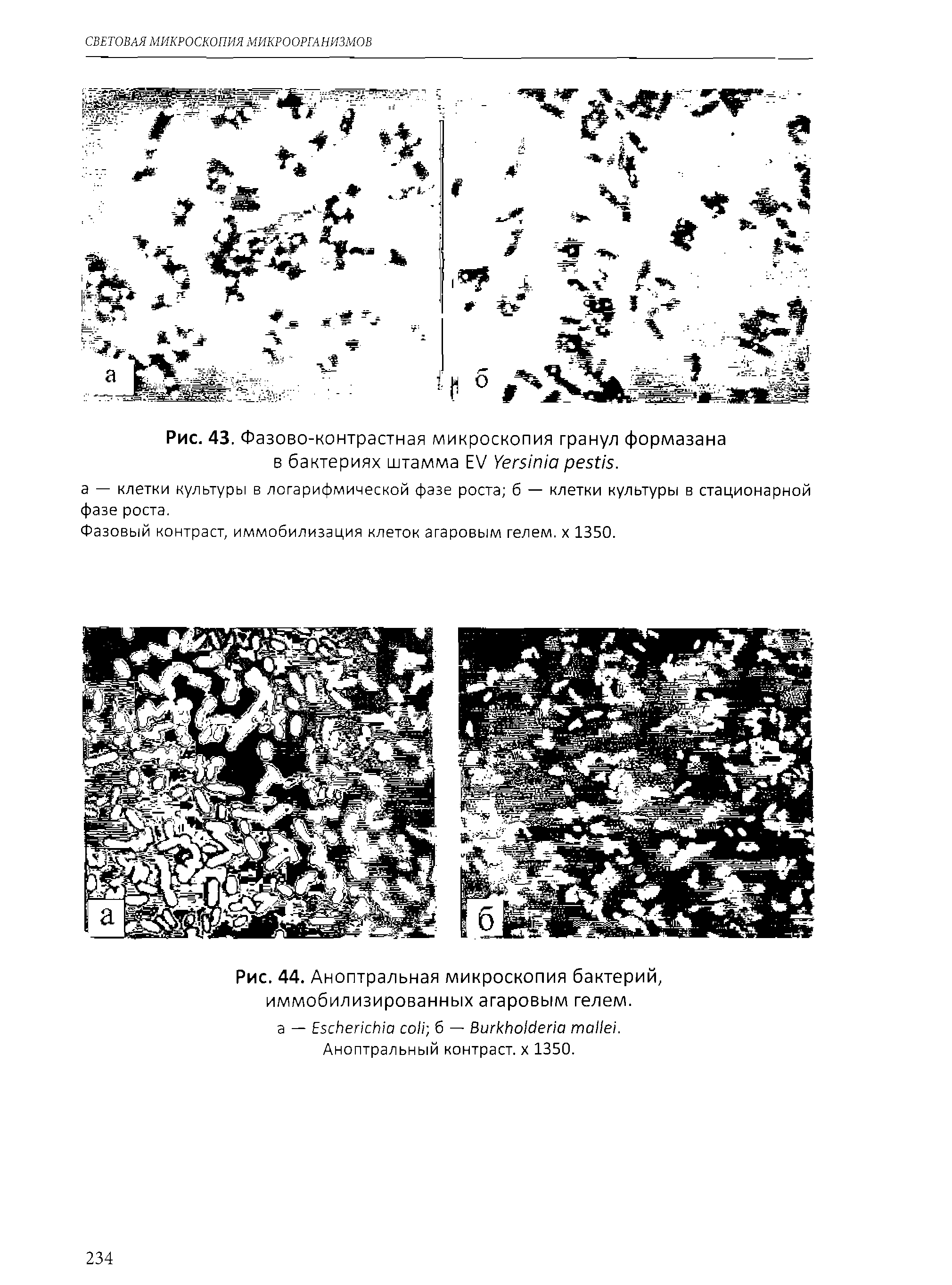 Рис. 44. Аноптральная микроскопия бактерий, иммобилизированных агаровым гелем, а — E б — B . Аноптральный контраст, х 1350.