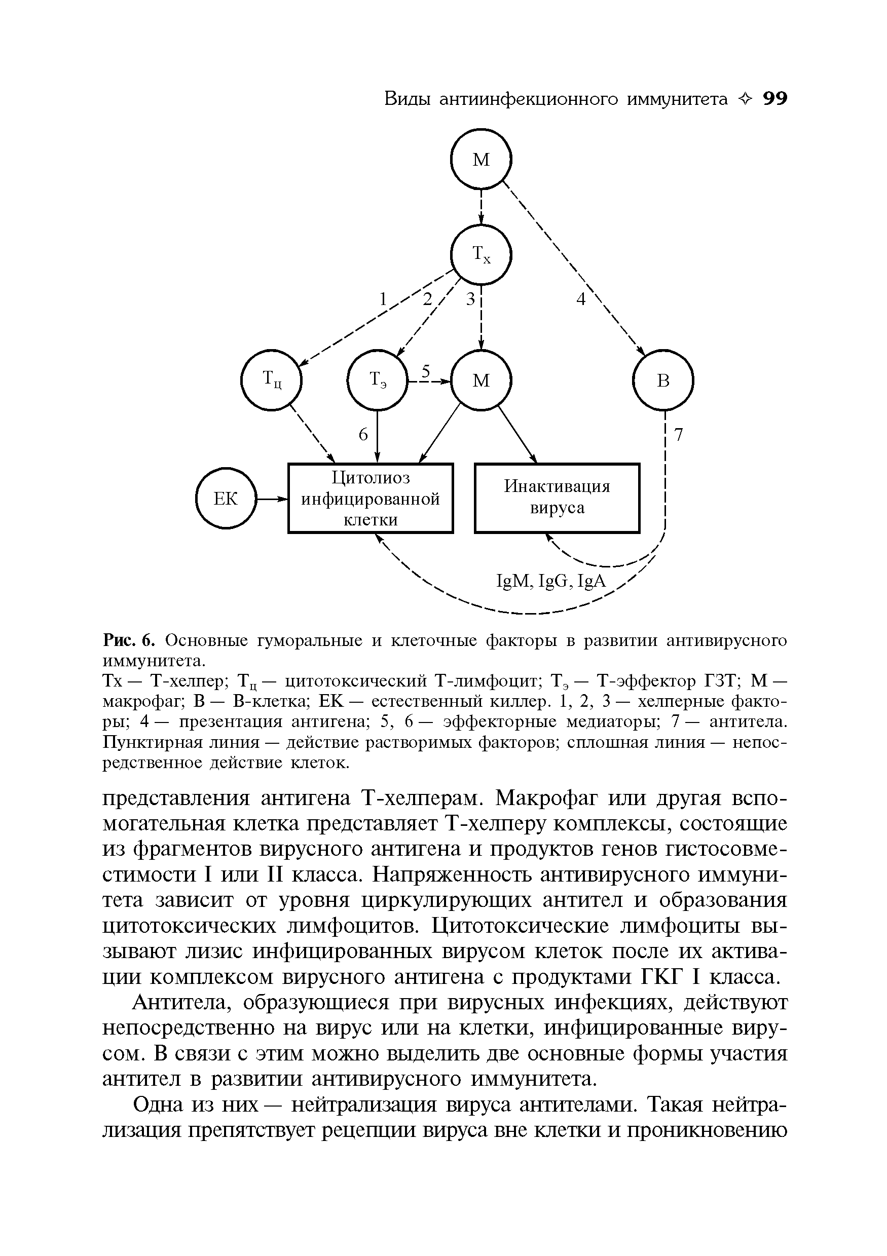 Рис. 6. Основные гуморальные и клеточные факторы в развитии антивирусного иммунитета.