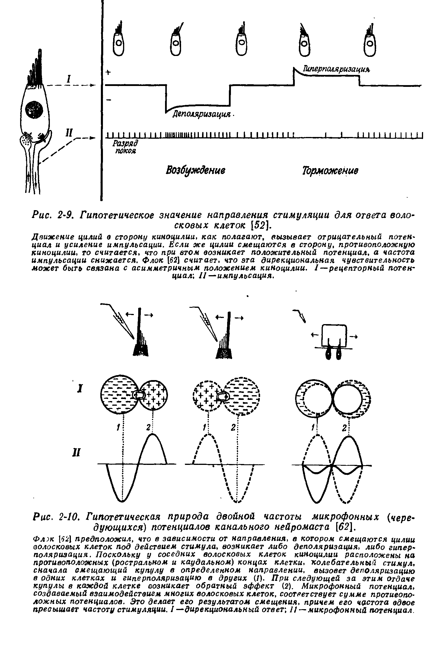 Рис. 2-10. Гипотетическая природа двойной частоты микрофонных (чередующихся) потенциалов канального нейромаста [52].