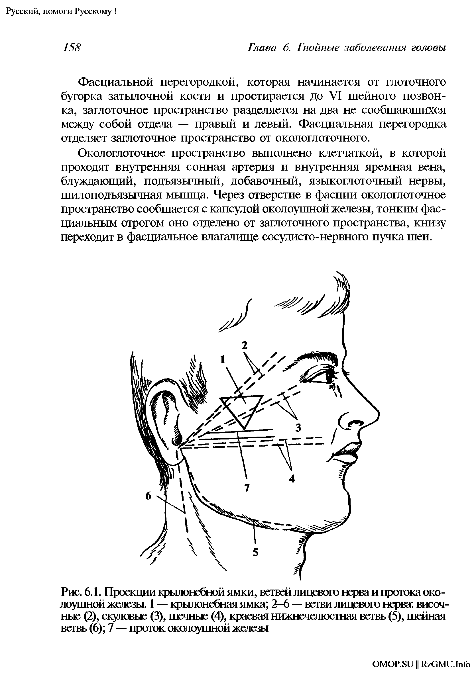 Рис. 6.1. Проекции крылонебной ямки, ветвей лицевого нерва и протока околоушной железы. 1 — крылонебная ямка 2—6 — ветви лицевого нерва височные (2), скуловые (3), щечные (4), краевая нижнечелюстная ветвь (5), шейная ветвь (6) 7 — проток околоушной железы...