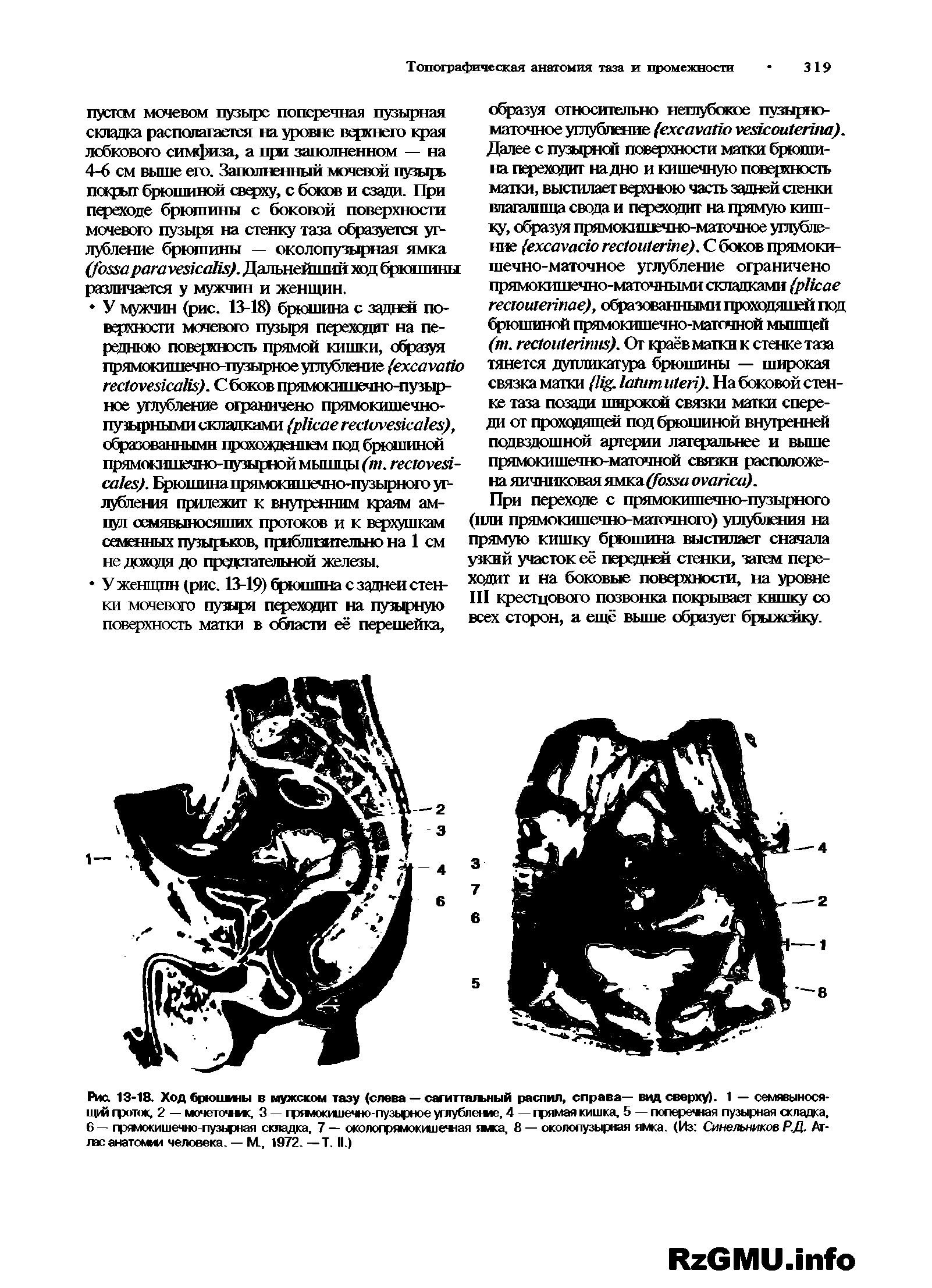 Рис. 13-18. Ход брюшины в мужском тазу (слева — сагиттальный распил, справа— вид сверху). 1 — семявыносящей фоток, 2 — мочеточме, 3 — гряюкишечно-пузырное углубление, 4 — грямая кишка, 5 — поперечная пузырная складка, 6 — прямокишечно-пузьрная складка, 7 — околофямокишемая ямка, 8 — околопузырная ямка. (Из Синельников Р.Д. Атлас анатомии человека. — М., 1972. — Т. II.)...