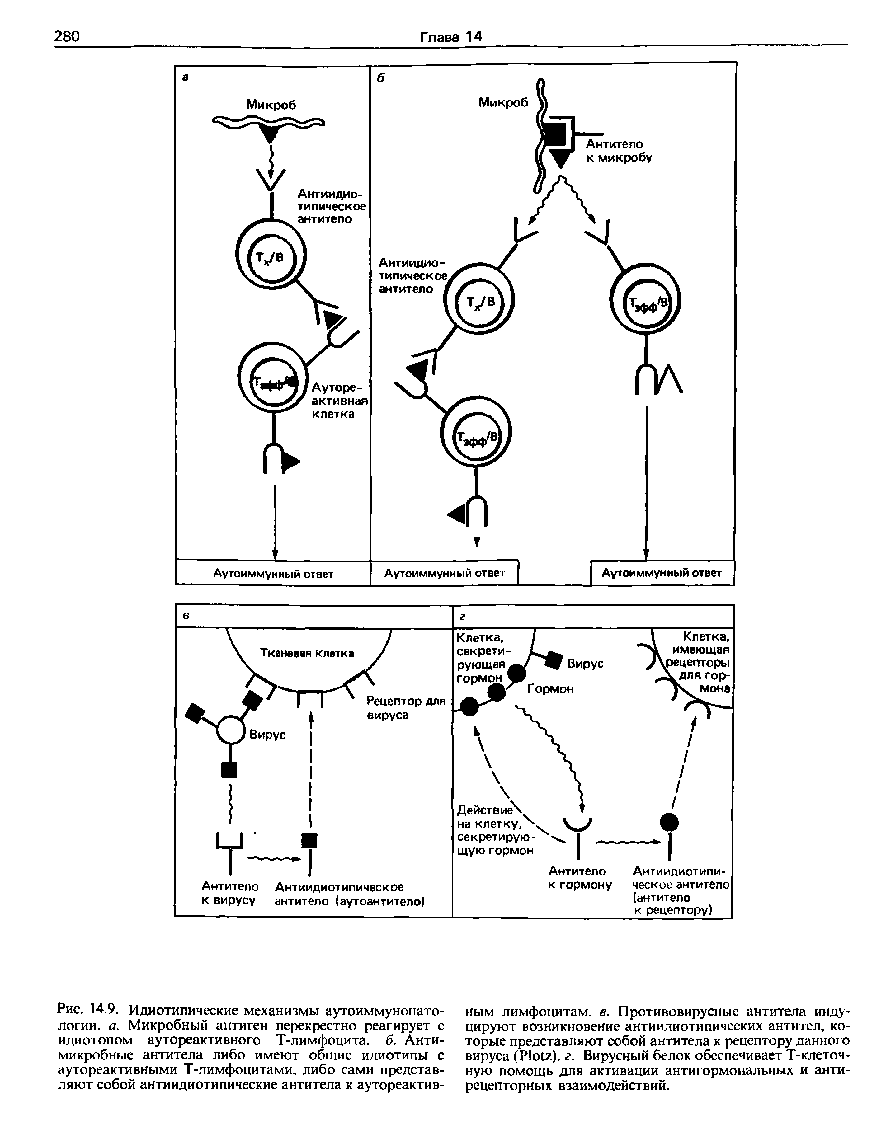 Рис. 14.9. Идиотипические механизмы аутоиммунопатологии. а. Микробный антиген перекрестно реагирует с идиотопом аутореактивного Т-лимфоцита, б. Антимикробные антитела либо имеют общие идиотипы с аутореактивными Т-лимфоцитами, либо сами представляют собой антиидиотипические антитела к аутореактив...