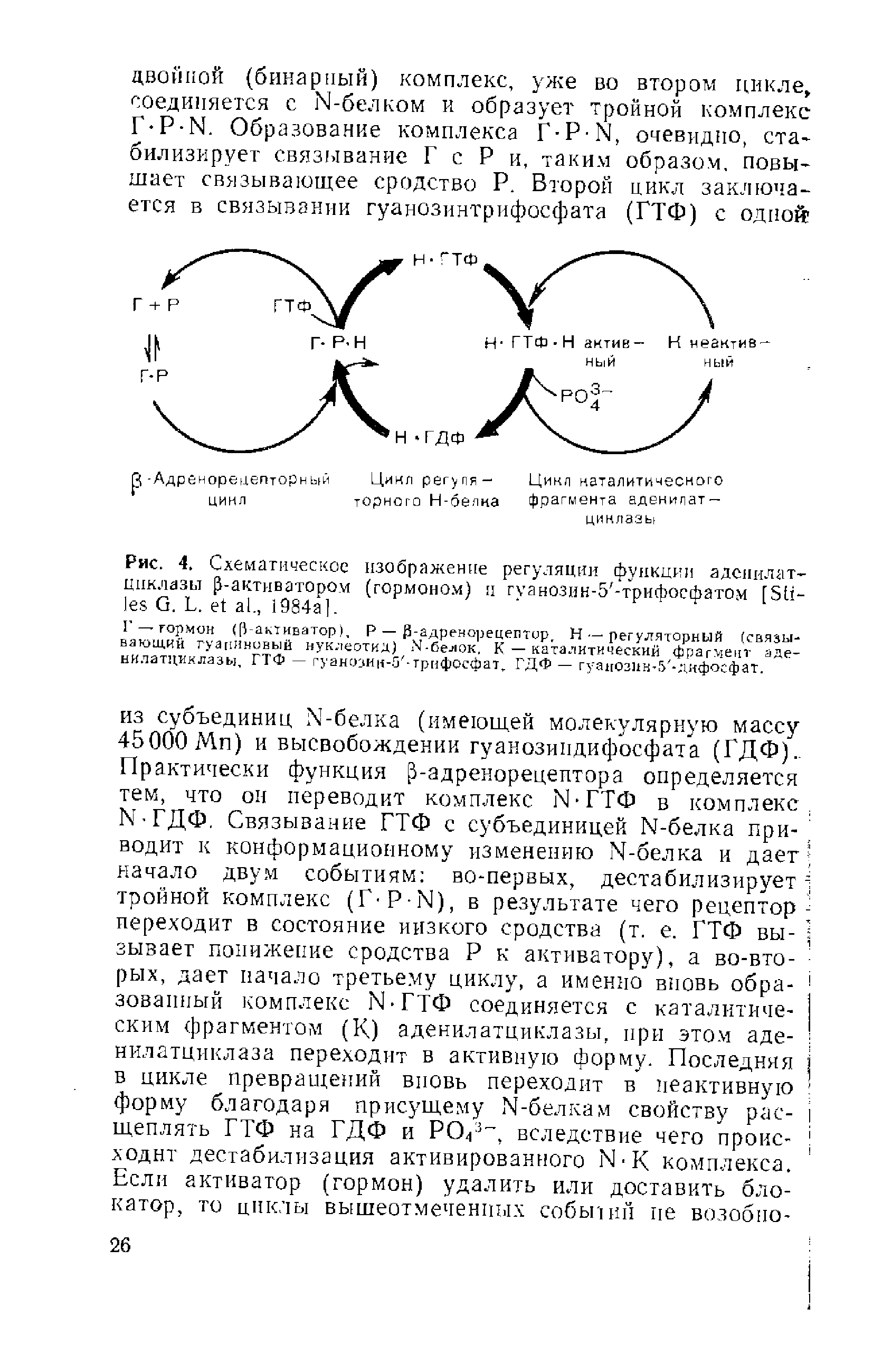 Рис. 4. Схематическое изображение регуляции функции адснилат-ццклазы -актнватором (гормоном) ц гуанозин-5 -трифосфатом [S G. L. ., 1984а].