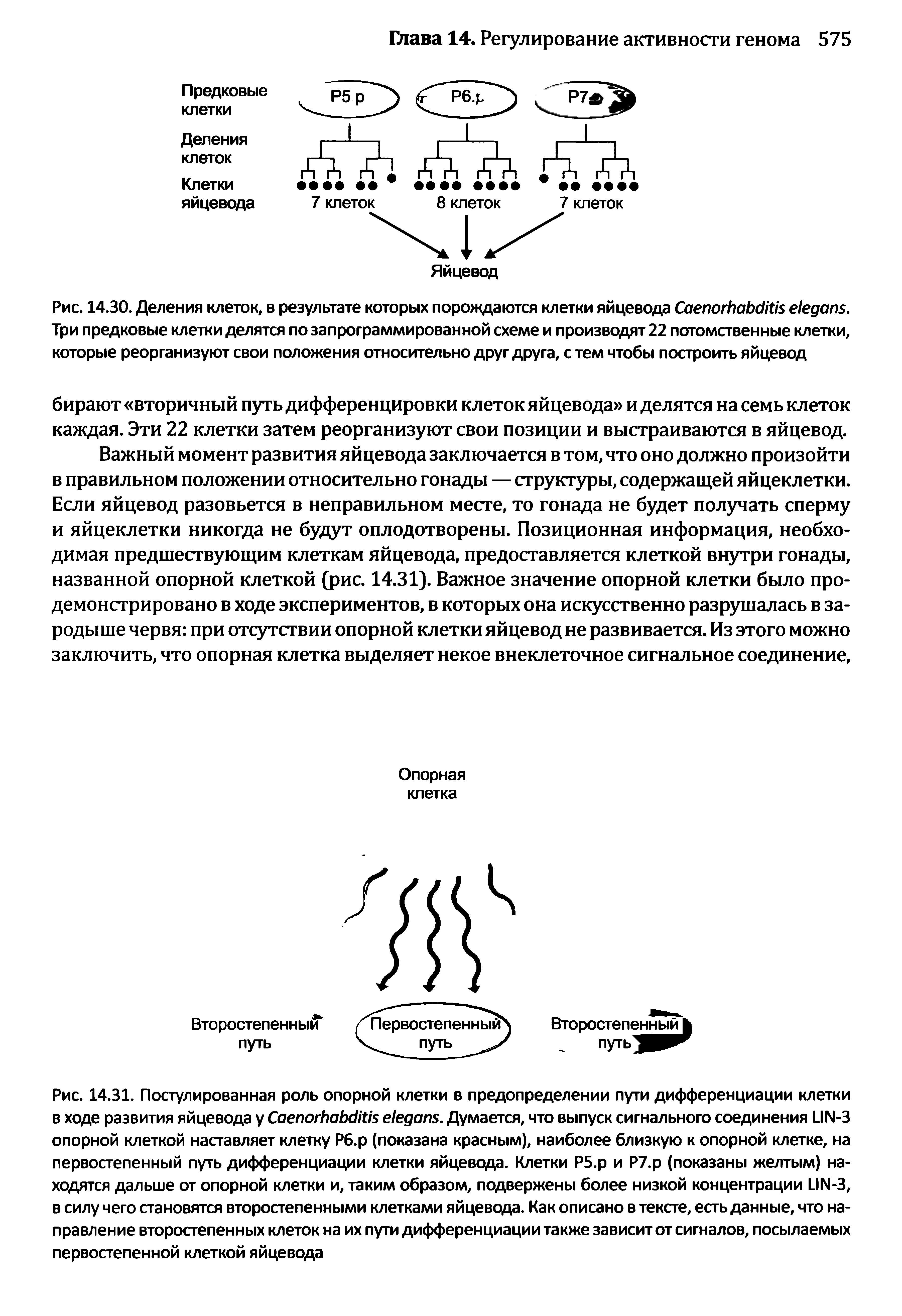 Рис. 14.30. Деления клеток, в результате которых порождаются клетки яйцевода СаепогЬаЬсНйБ е/едапБ. Три предковые клетки делятся по запрограммированной схеме и производят 22 потомственные клетки, которые реорганизуют свои положения относительно друг друга, с тем чтобы построить яйцевод...