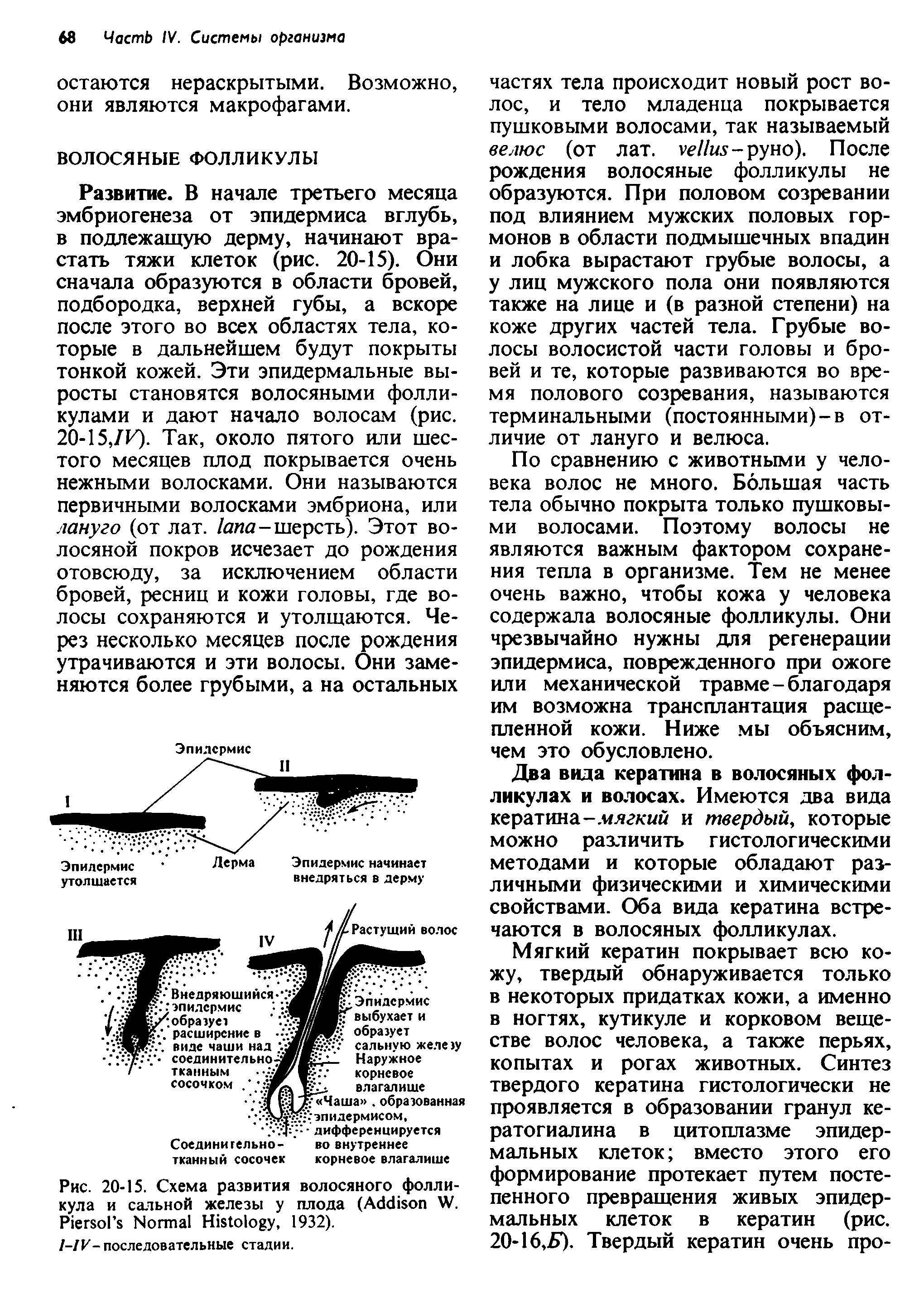 Рис. 20-15. Схема развития волосяного фолликула и сальной железы у плода (A W. P N H , 1932).