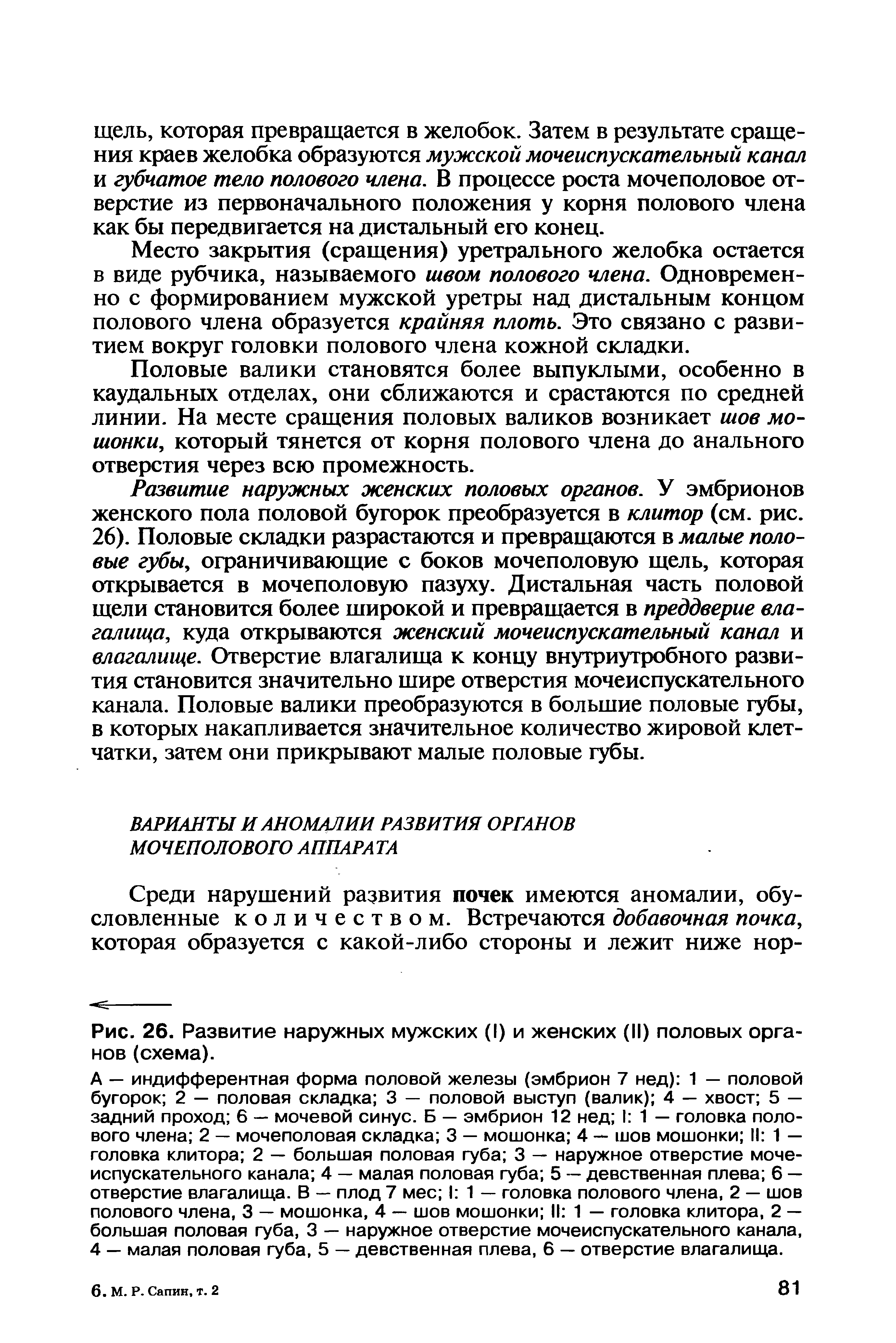 Рис. 26. Развитие наружных мужских (I) и женских (II) половых органов (схема).