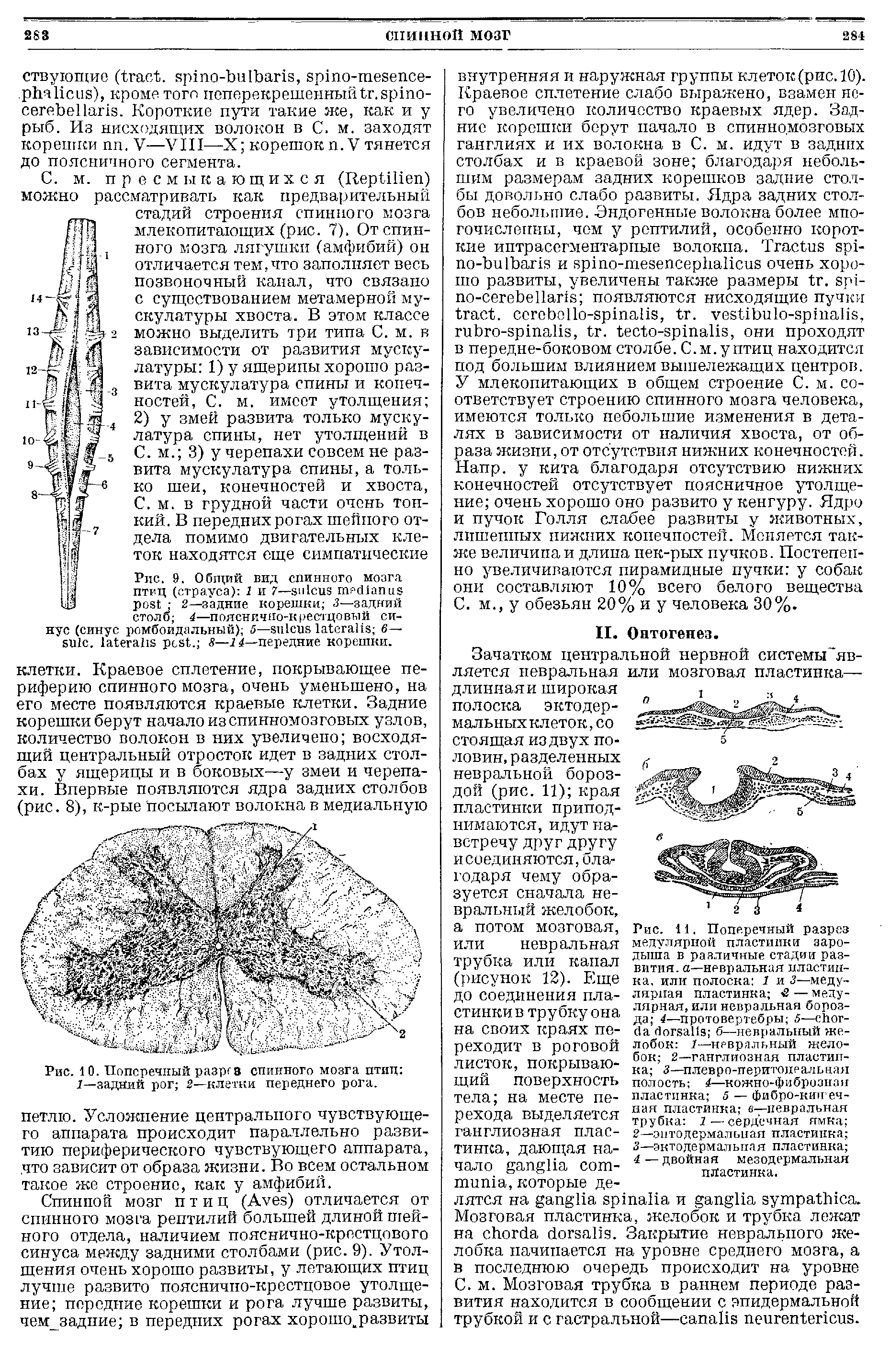 Рис. 9. Общий вид спинного мозга птиц (страуса) 1 и 7— 2—задние корешки 3—задний столб 4—пояснично-крестцовый си-ромбоидальный) 5— 6—...