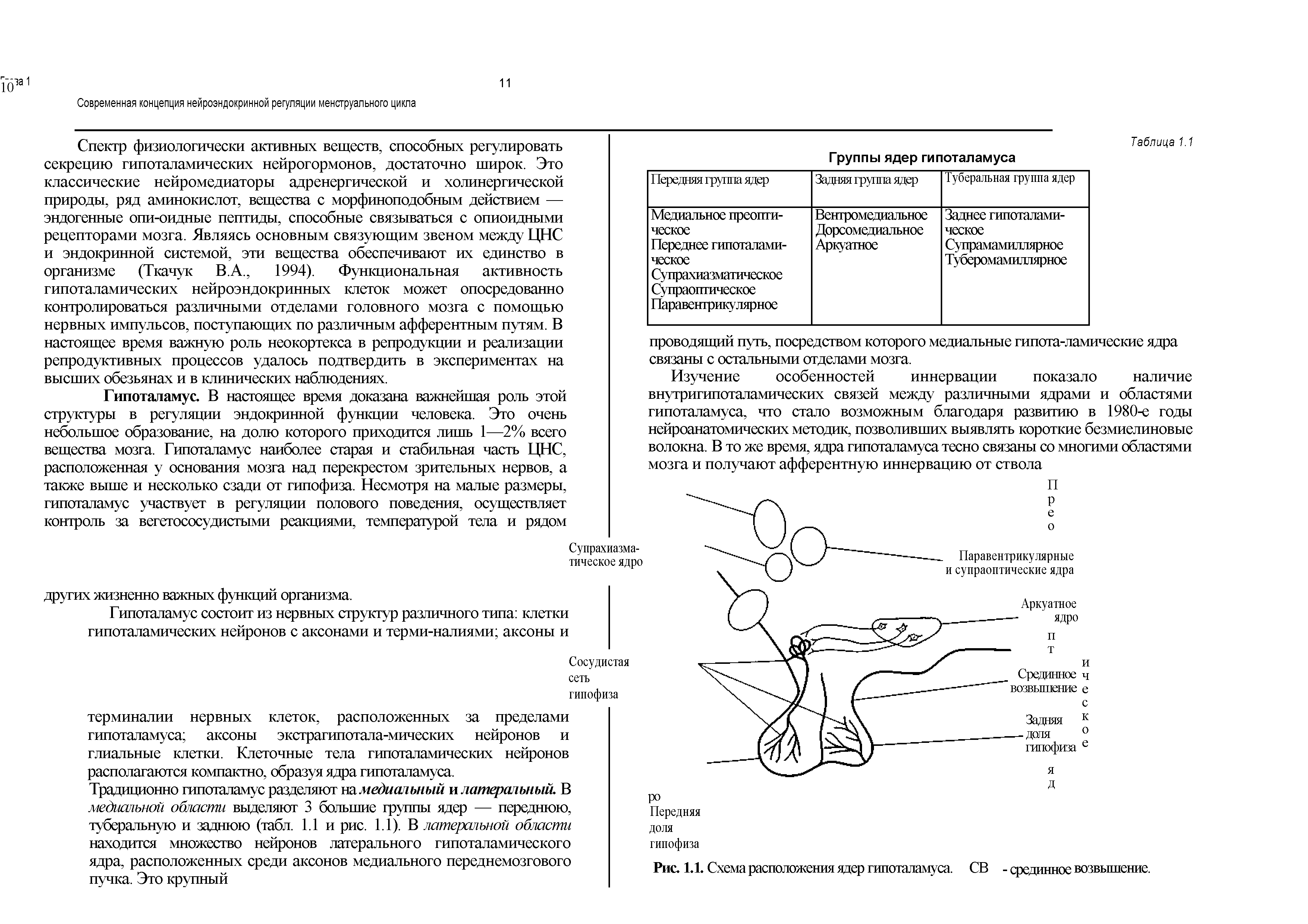 Рис. 1.1. Схема расположения ядер гипоталамуса. СВ - срединное возвышение.