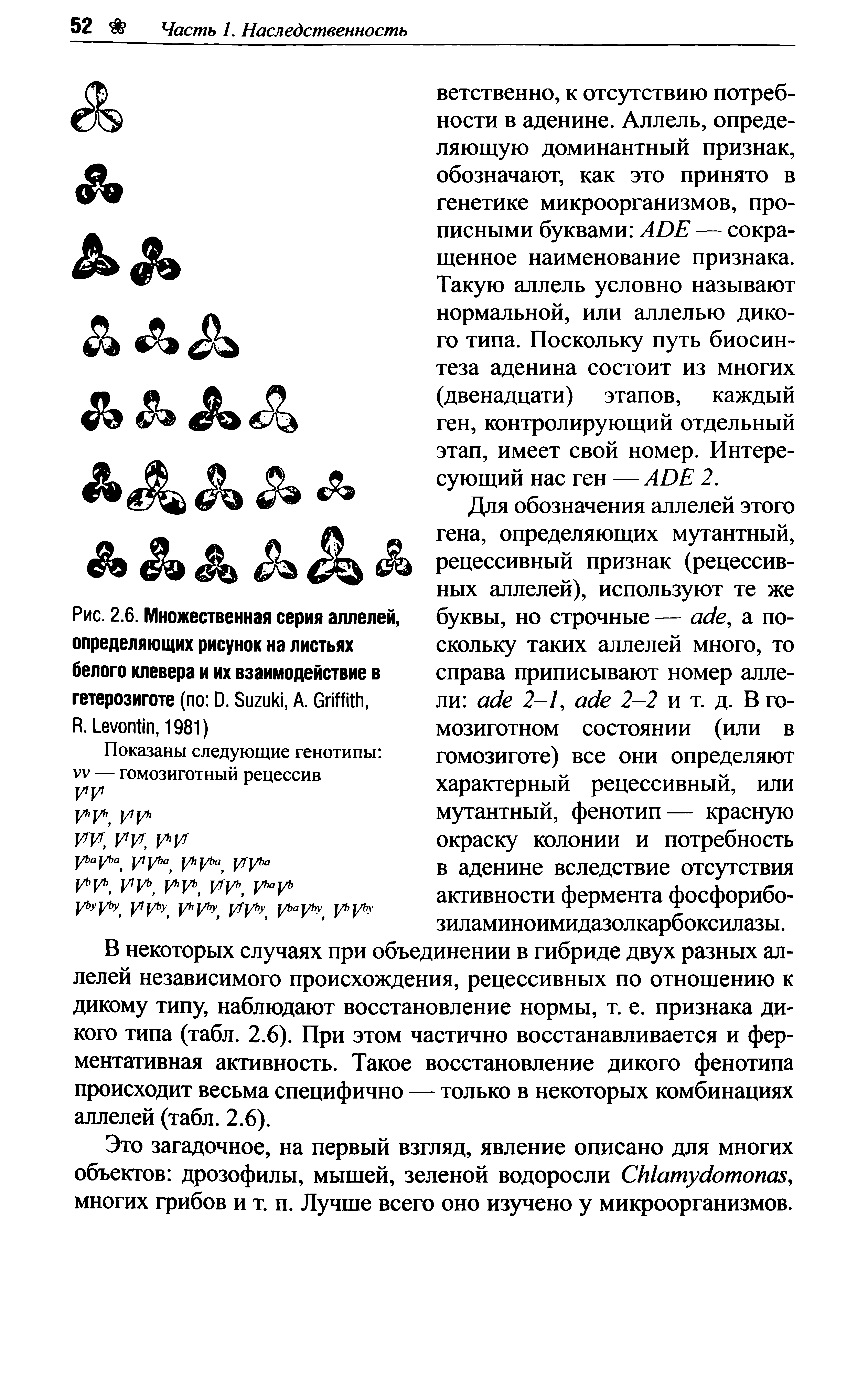 Рис. 2.6. Множественная серия аллелей, определяющих рисунок на листьях белого клевера и их взаимодействие в гетерозиготе (по D. S , A. G , R. L , 1981)...