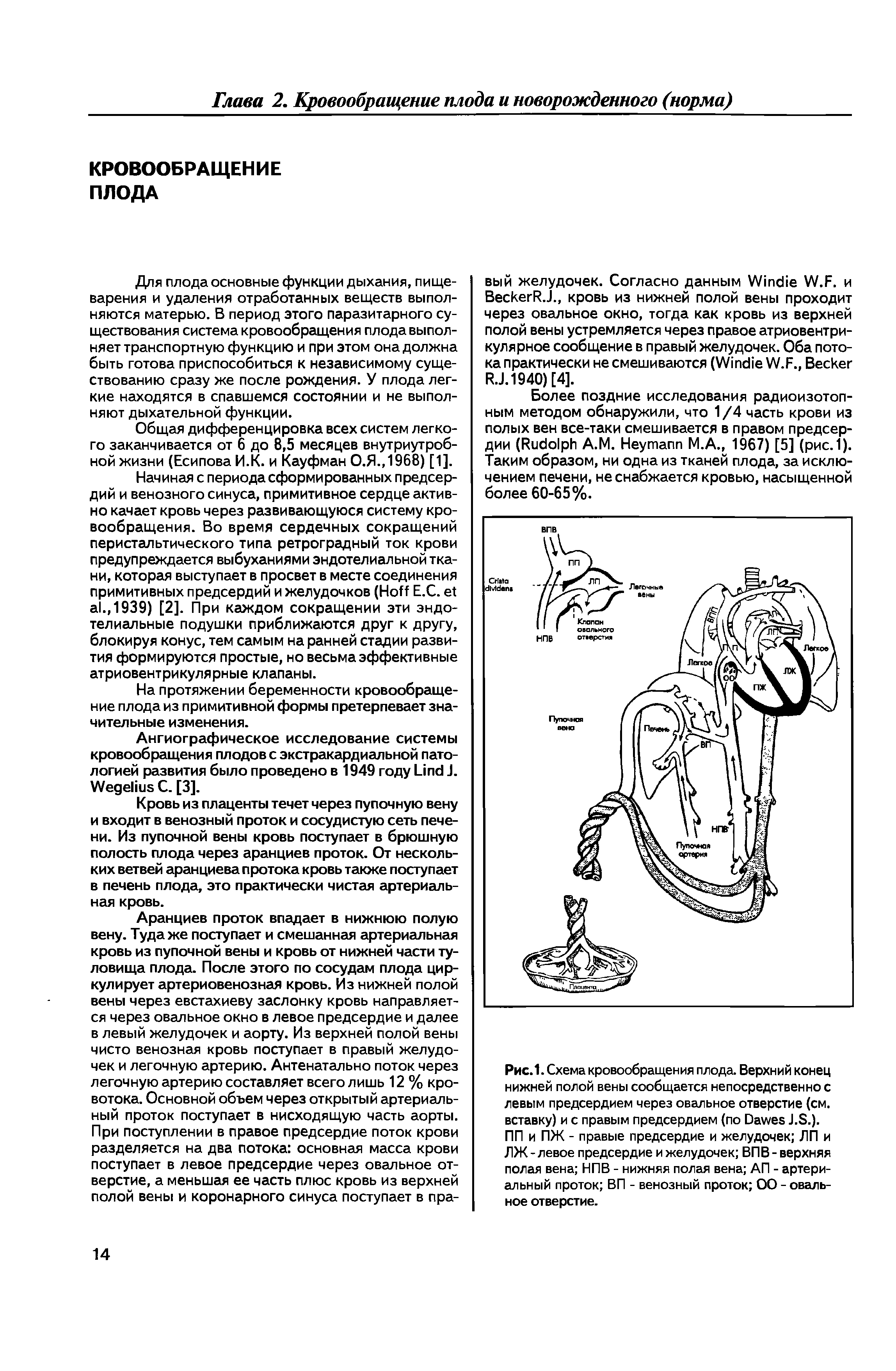 Рис.1. Схема кровообращения плода. Верхний конец нижней полой вены сообщается непосредственно с левым предсердием через овальное отверстие (см. вставку) и с правым предсердием (по D J.S.).