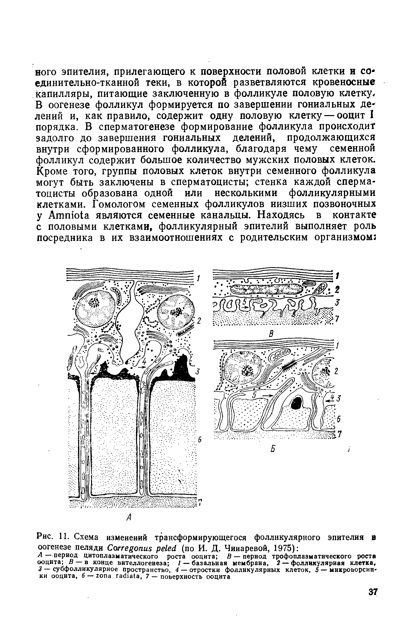 Рис. 11. Схема изменений трансформирующегося фолликулярного эпителия в оогенезе пеляди C (по И. Д. Чииаревой, 1975) ...