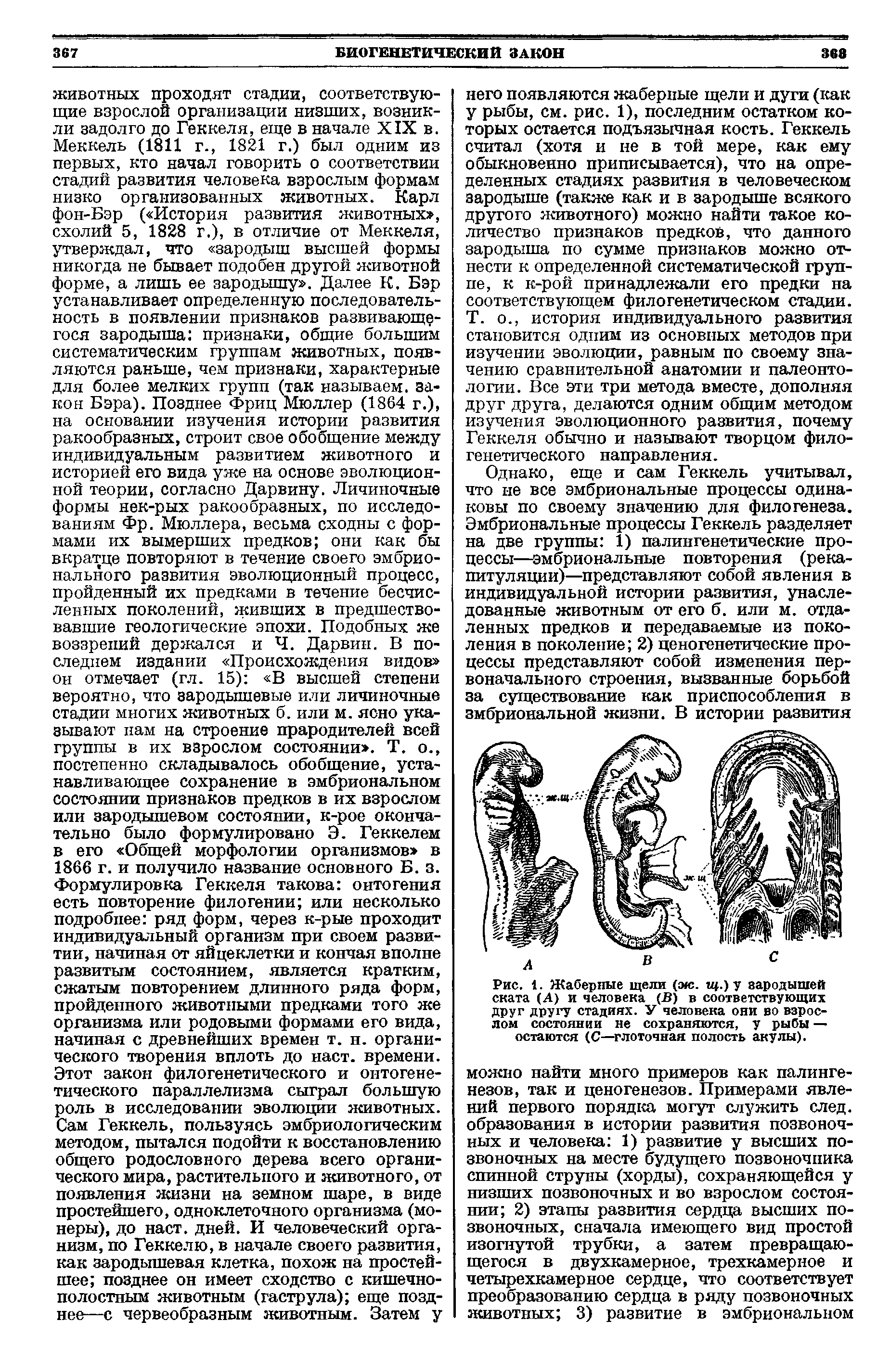 Рис. 1. Жаберные щели (ж. щ.) у зародышей ската (А) и человека (В) в соответствующих друг другу стадиях. У человека они во взрослом состоянии не сохраняются, у рыбы — остаются (С—глоточная полость акулы).