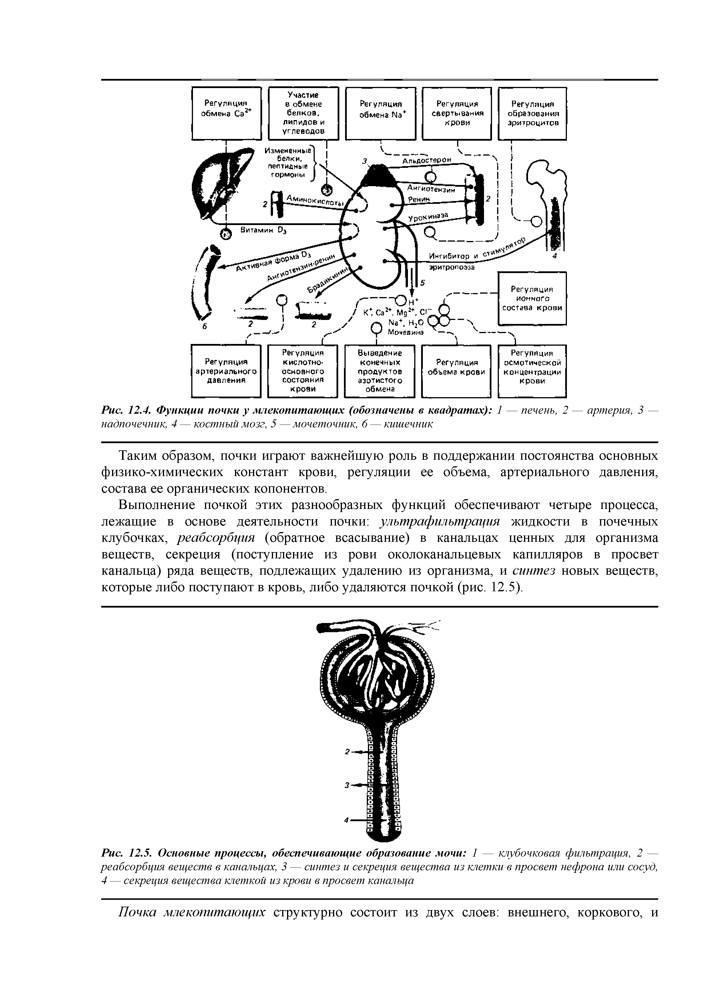 Рис. 12.5. Основные процессы, обеспечивающие образование мочи 1 — клубочковая фильтрация, 2 — реабсорбция веществ в канальцах, 3 — синтез и секреция вещества из клетки в просвет нефрона или сосуд, 4 — секреция вещества клеткой из крови в просвет канальца...