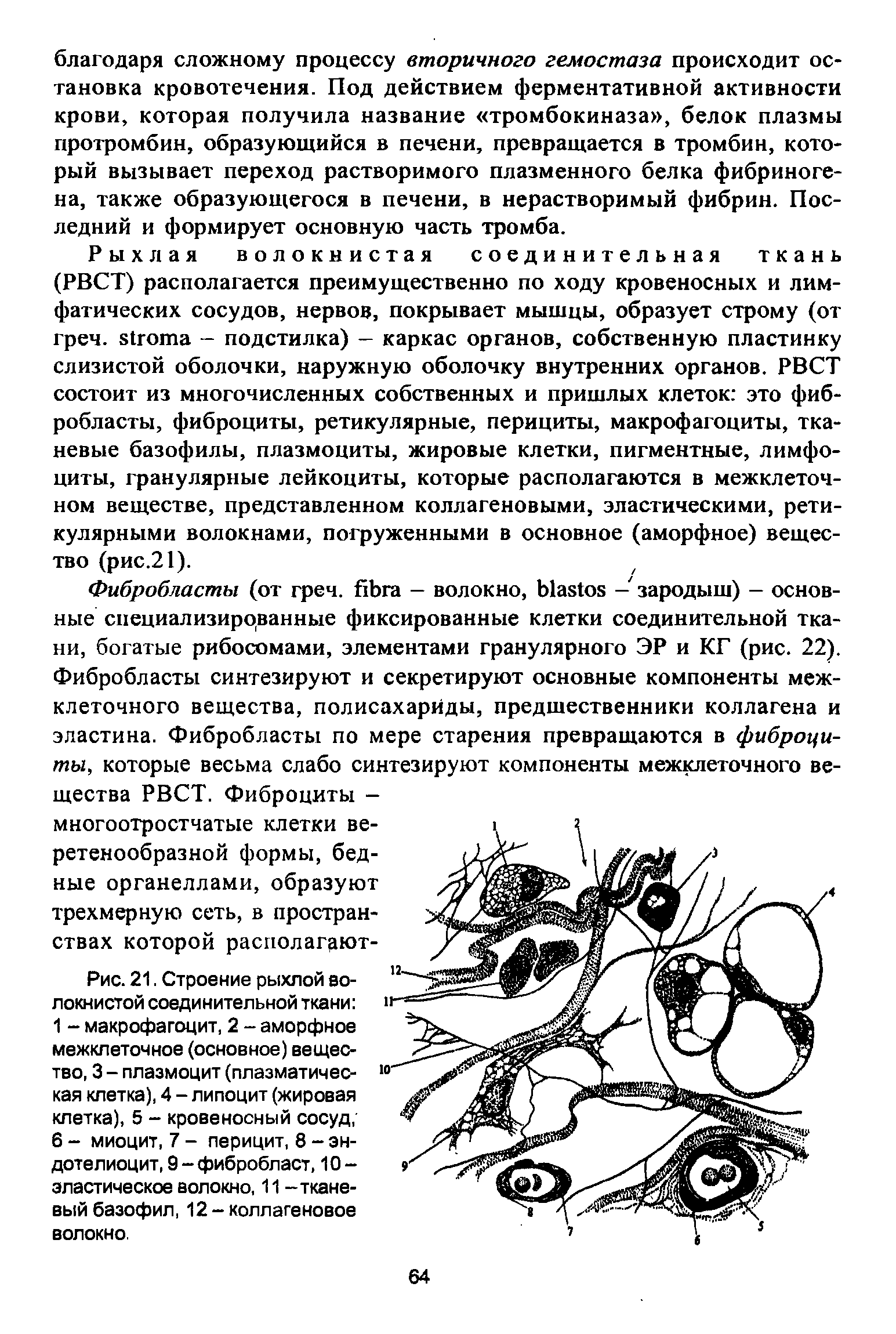 Рис. 21. Строение рыхлой волокнистой соединительной ткани 1 - макрофагоцит, 2 - аморфное межклеточное (основное) вещество, 3 - плазмоцит (плазматическая клетка), 4 - липоцит (жировая клетка), 5 - кровеносный сосуд, 6 - миоцит, 7 - перицит, 8 - эн-доте лиоцит, 9 - фибробласт, 10-эластическое волокно, 11 -тканевый базофил, 12-коллагеновое волокно.