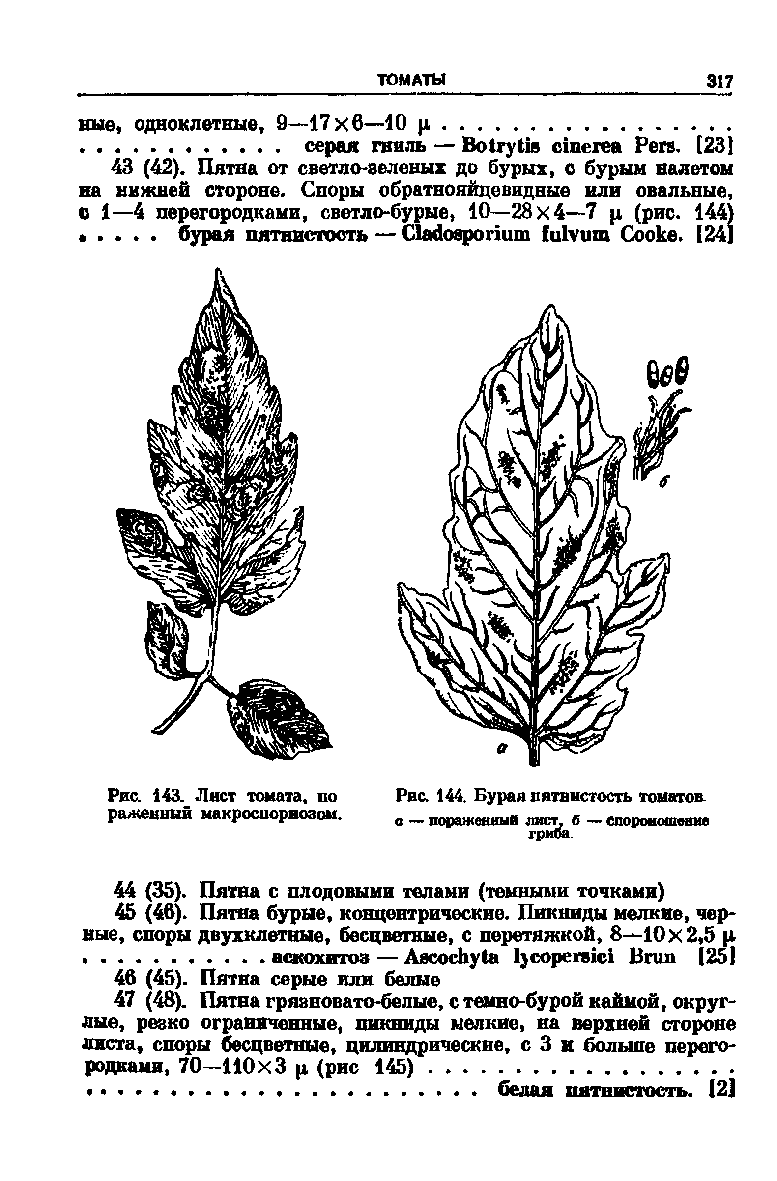 Рис. 144. Бурая пятнистость томатов, о — пораженный лист, б — Сйороношеюш гриба.