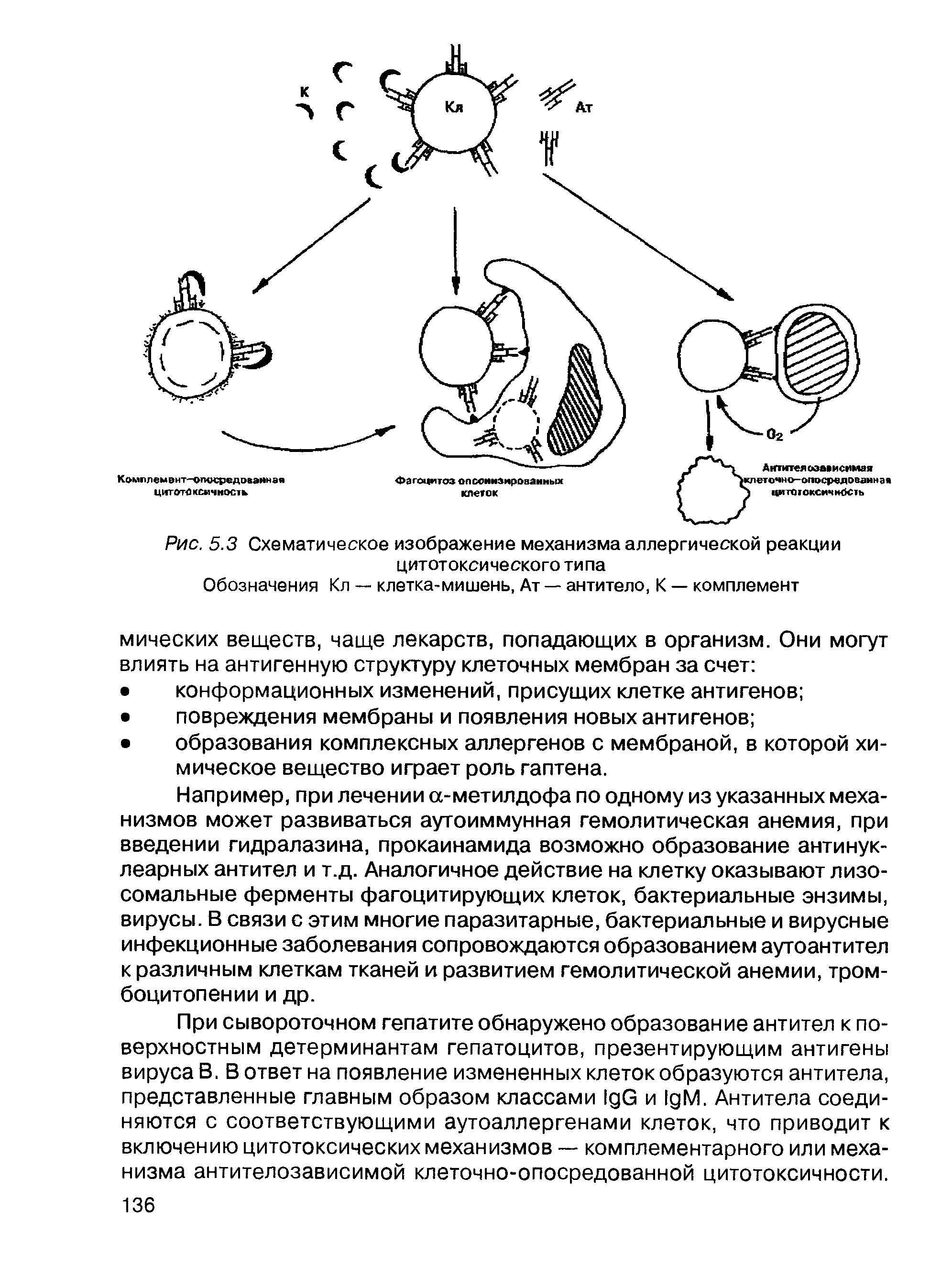 Рис. 5.3 Схематическое изображение механизма аллергической реакции цитотоксического типа...
