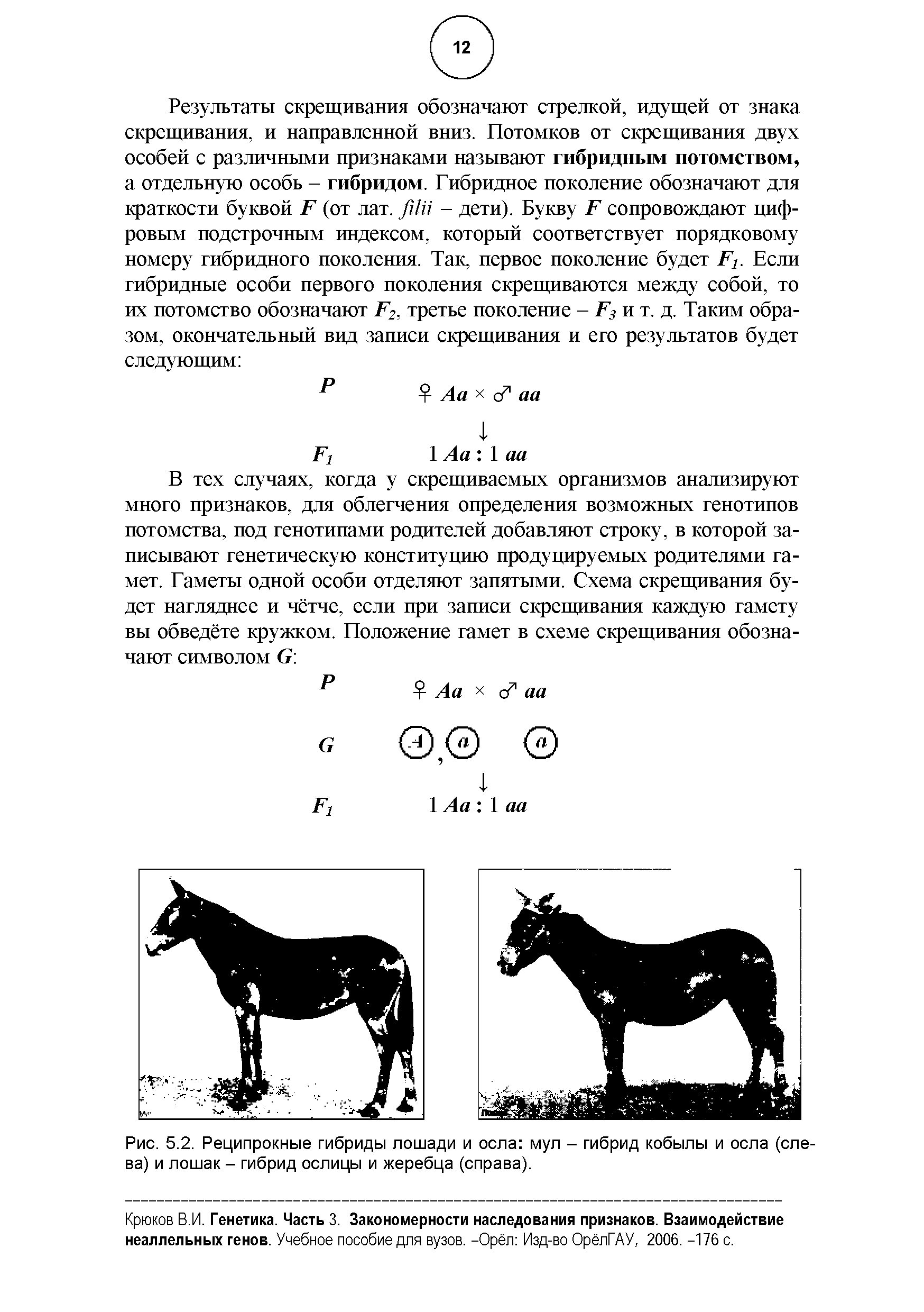 Рис. 5.2. Реципрокные гибриды лошади и осла мул - гибрид кобылы и осла (слева) и лошак - гибрид ослицы и жеребца (справа).
