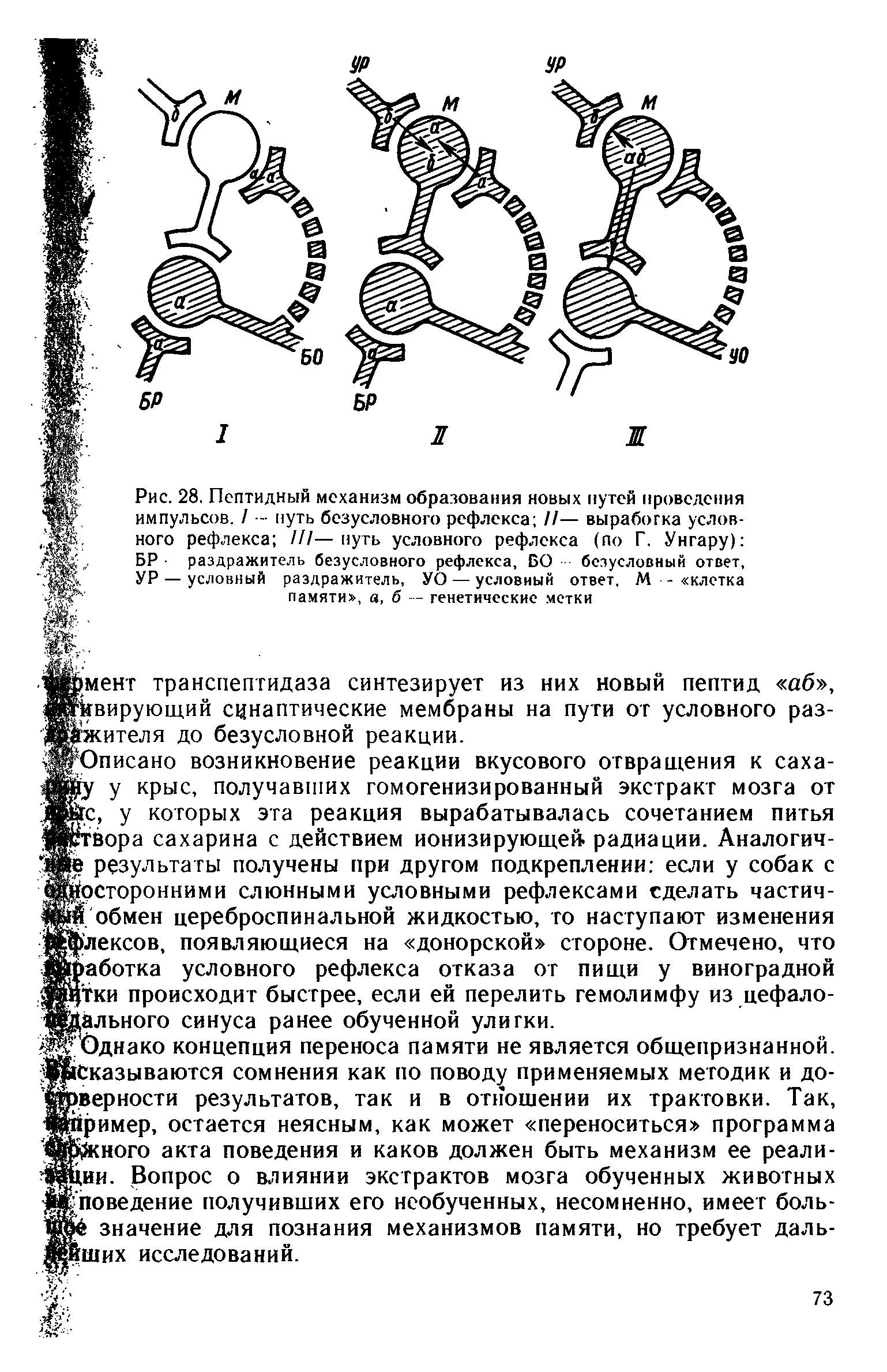 Рис. 28. Пептидный механизм образования новых путей проведения импульсов. / - путь безусловного рефлекса //— выработка условного рефлекса 111—путь условного рефлекса (по Г. Унгару) БР раздражитель безусловного рефлекса, БО безусловный ответ, УР — условный раздражитель, УО — условный ответ. М - клетка памяти , а, б — генетические метки...