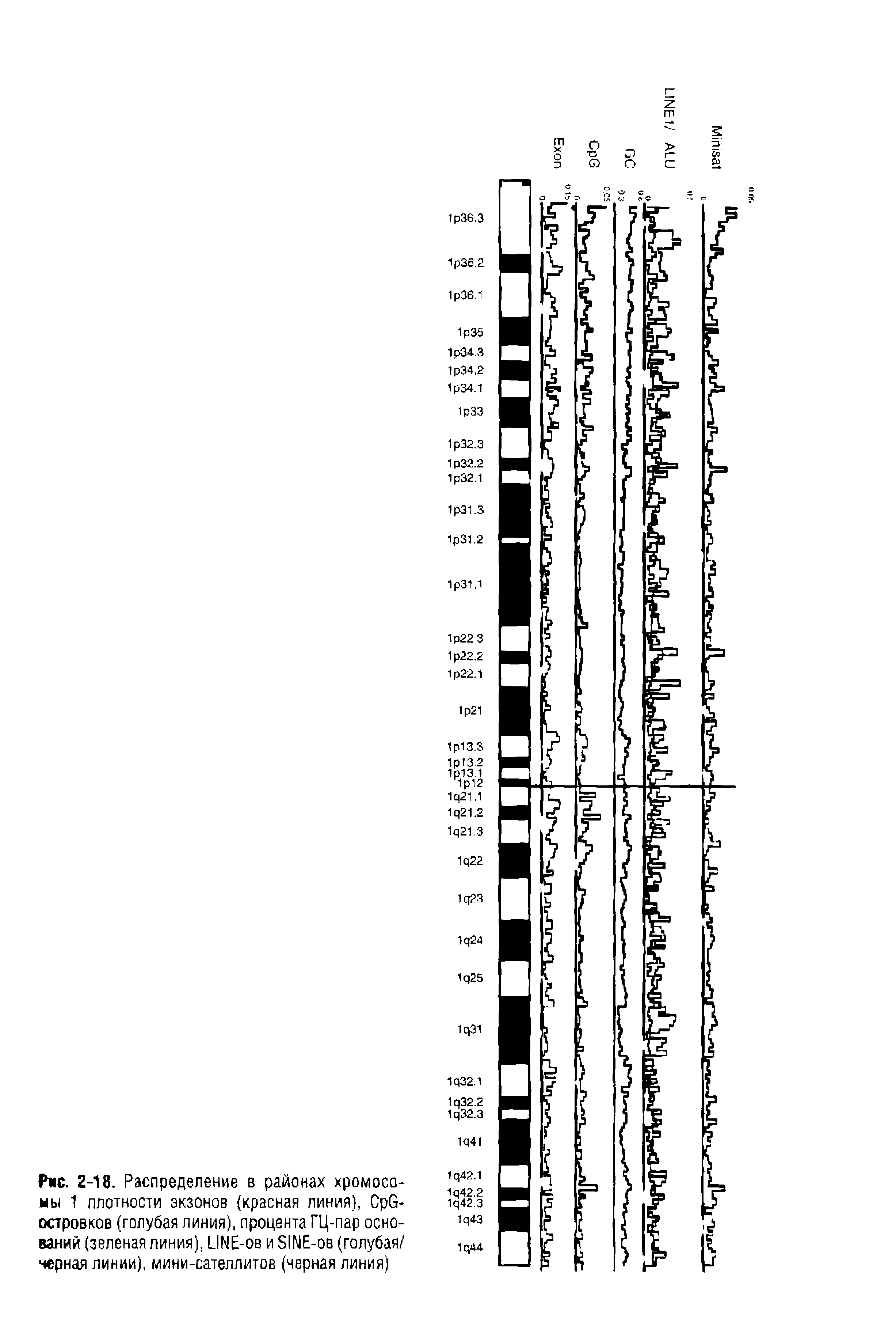 Рис. 2-18. Распределение в районах хромосомы 1 плотности экзонов (красная линия), Срб-островков (голубая линия), процента ГЦ-пар оснований (зеленая линия), ИИЕ-ов и 51МЕ-ов (голубая/ черная линии), мини-сателлитов (черная линия)...