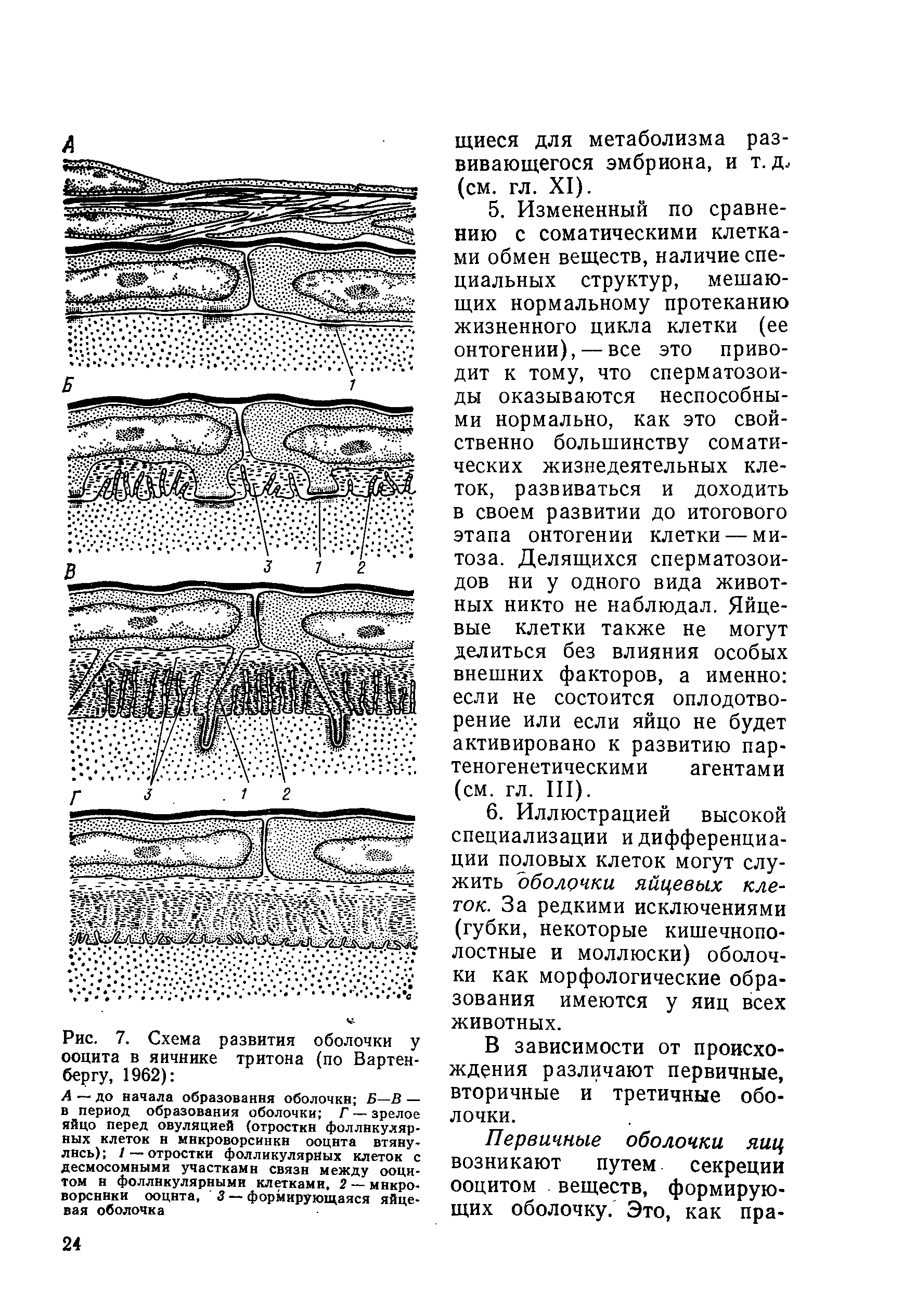Рис. 7. Схема развития оболочки у ооцита в яичнике тритона (по Вартен-бергу, 1962) ...