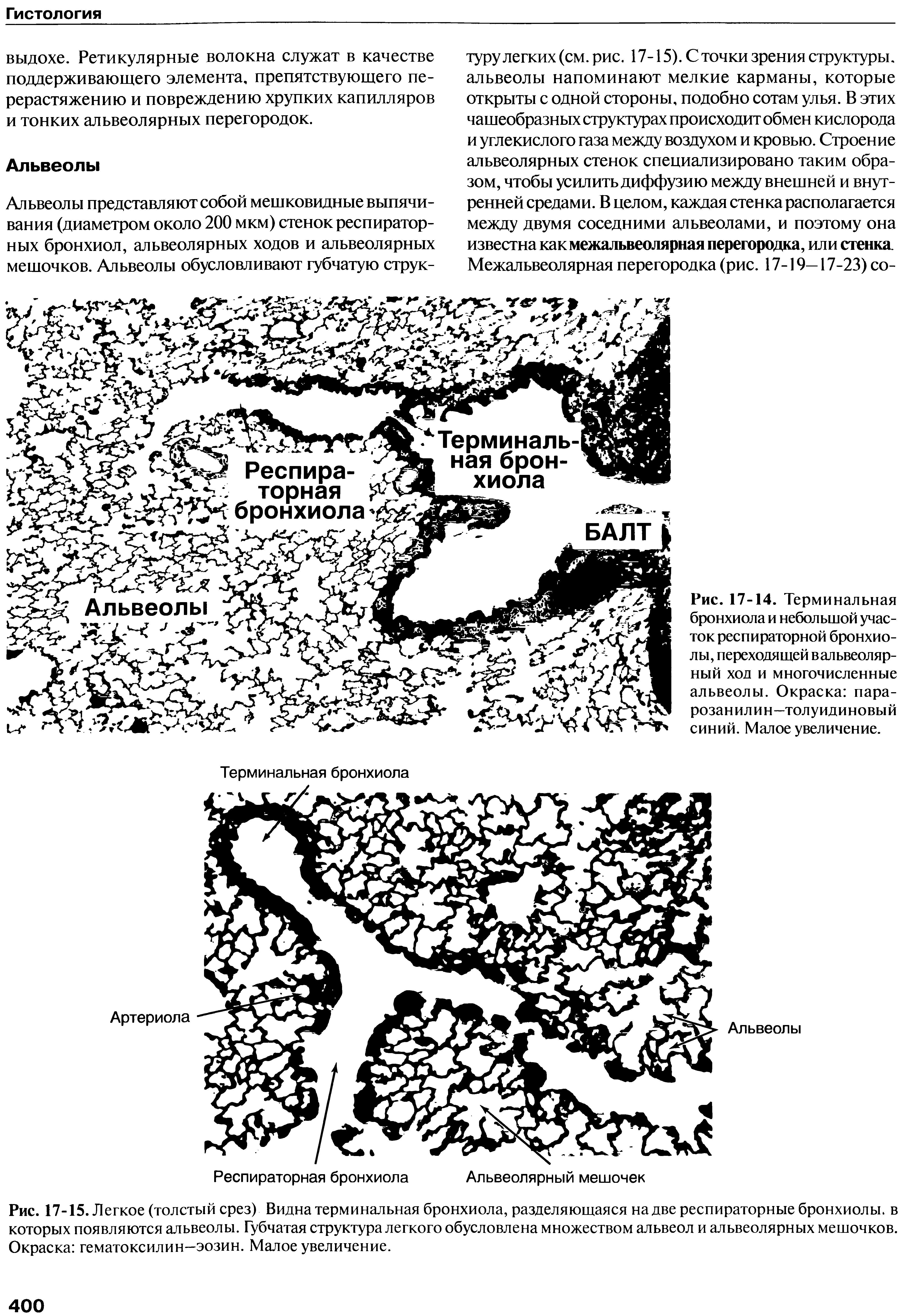 Рис. 17-15. Легкое (толстый срез) Видна терминальная бронхиола, разделяющаяся на две респираторные бронхиолы, в которых появляются альвеолы. Губчатая структура легкого обусловлена множеством альвеол и альвеолярных мешочков. Окраска гематоксилин—эозин. Малое увеличение.