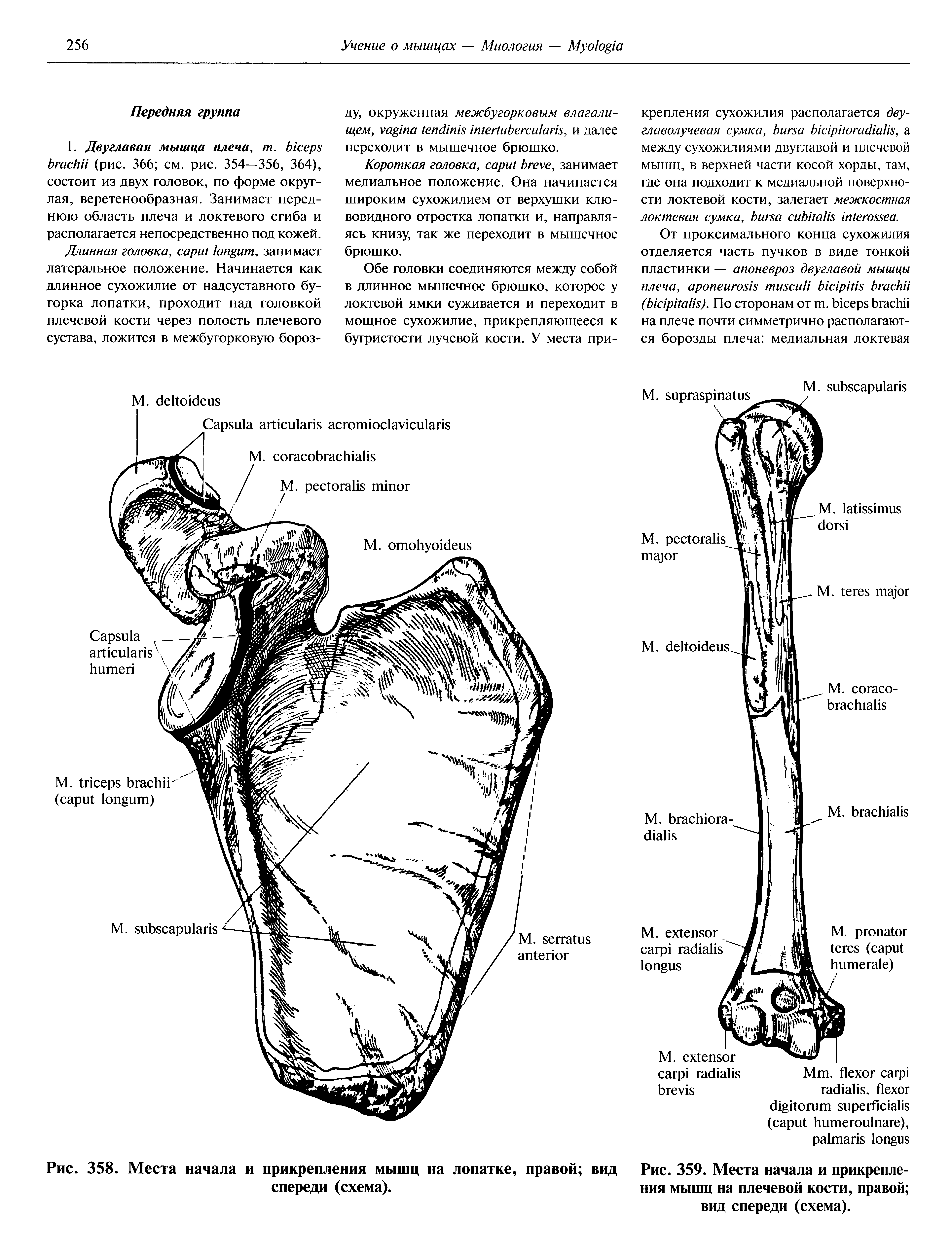 Рис. 358. Места начала и прикрепления мышц на лопатке, правой вид Рис. 359. Места начала и прикрепле-спереди (схема). ния мышц на плечевой кости, правой ...