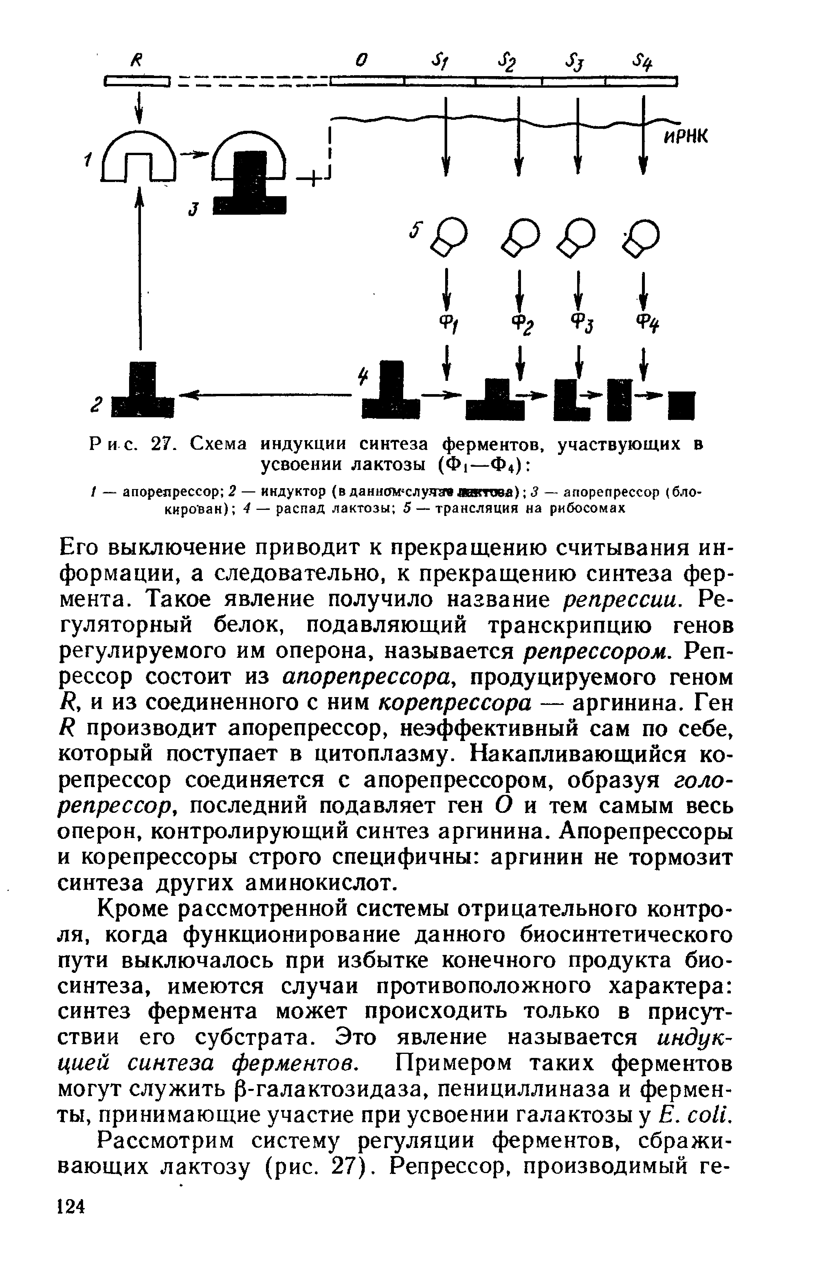 Рис. 27. Схема индукции синтеза ферментов, участвующих в усвоении лактозы (Ф1—Ф4) ...