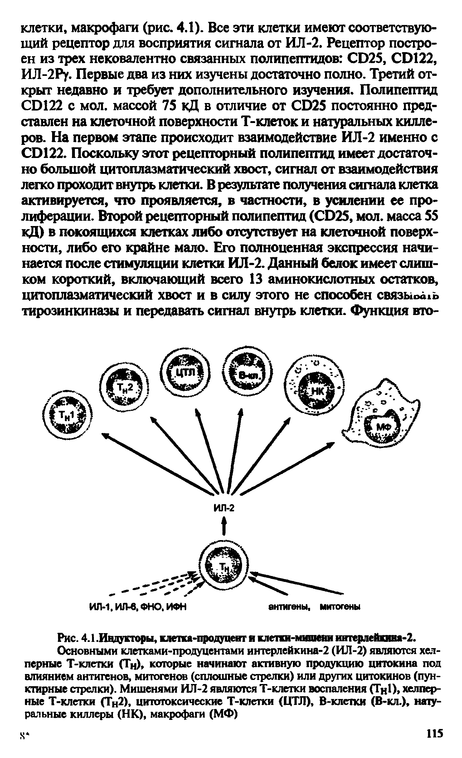 Рис. 4.1. Индукторы, клетка-продуцент и клетки-мишени интерлейкина-2.