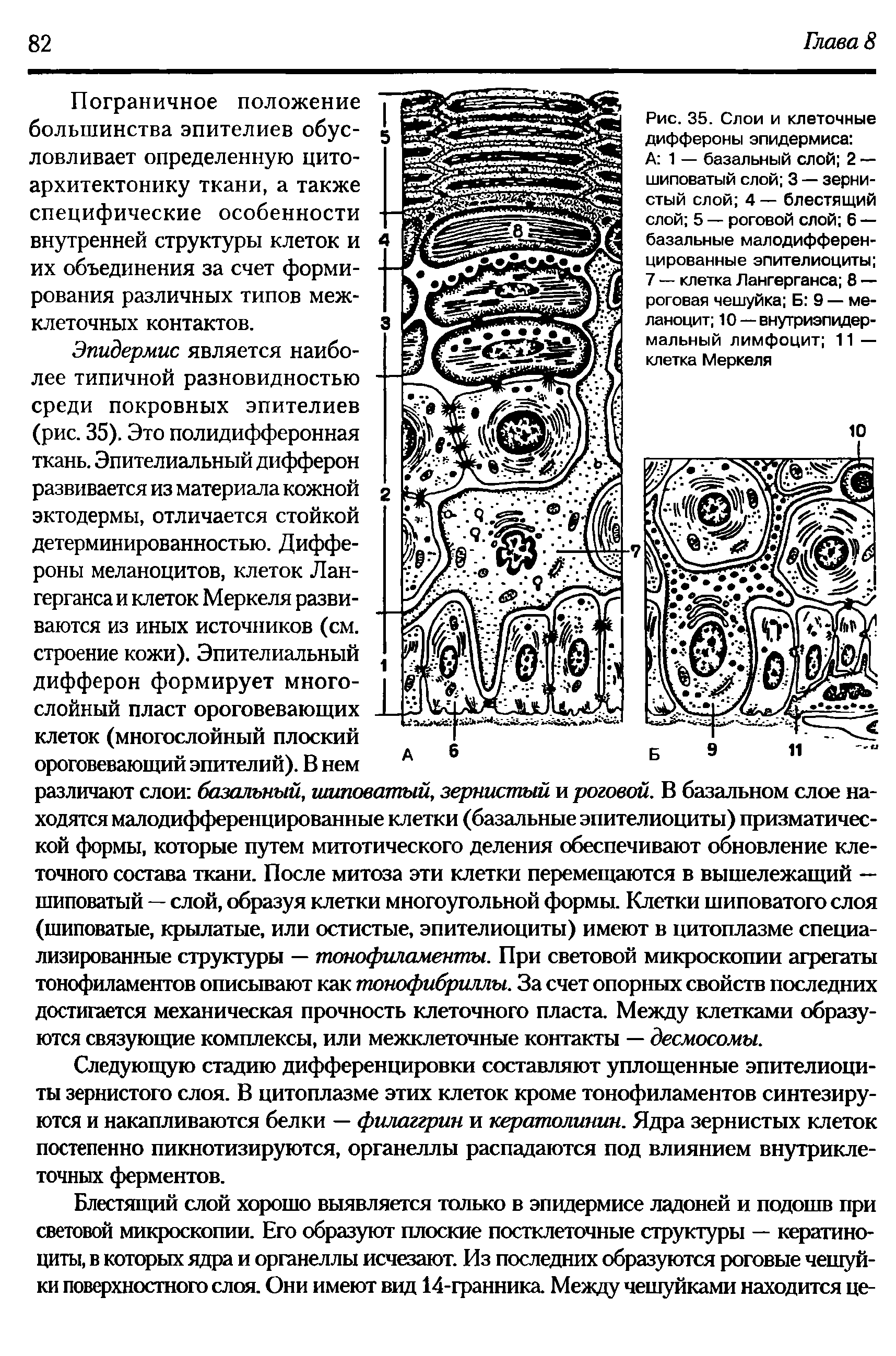 Рис. 35. Слои и клеточные диффероны эпидермиса А 1 — базальный слой 2 — шиповатый слой 3 — зернистый слой 4 — блестящий слой 5 — роговой слой 6 — базальные малодифференцированные эпителиоциты 7 — клетка Лангерганса 8 — роговая чешуйка Б 9 — меланоцит 10 —внутриэпидермальный лимфоцит 11 — клетка Меркеля...