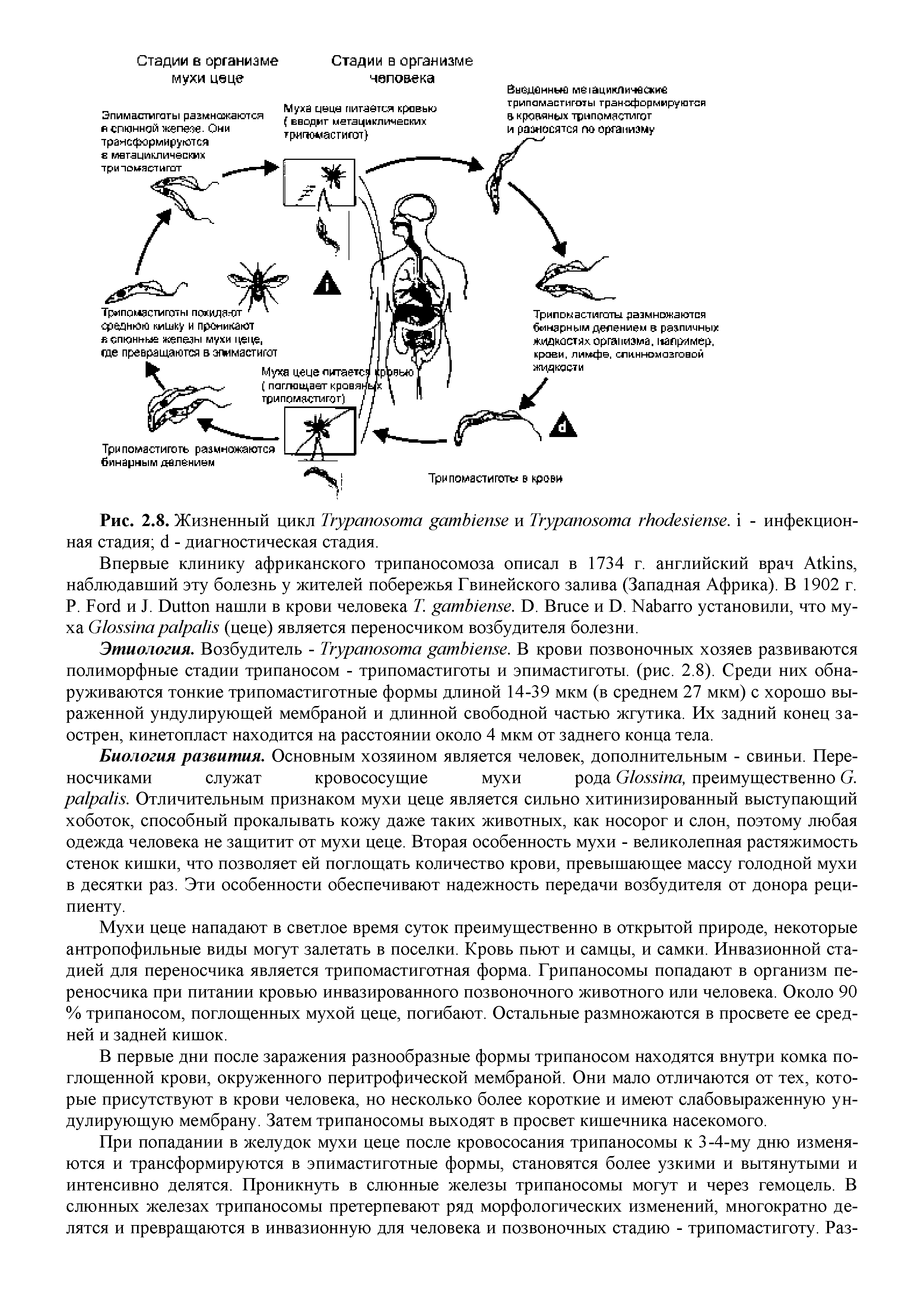 Рис. 2.8. Жизненный цикл T и T . - инфекционная стадия - диагностическая стадия.