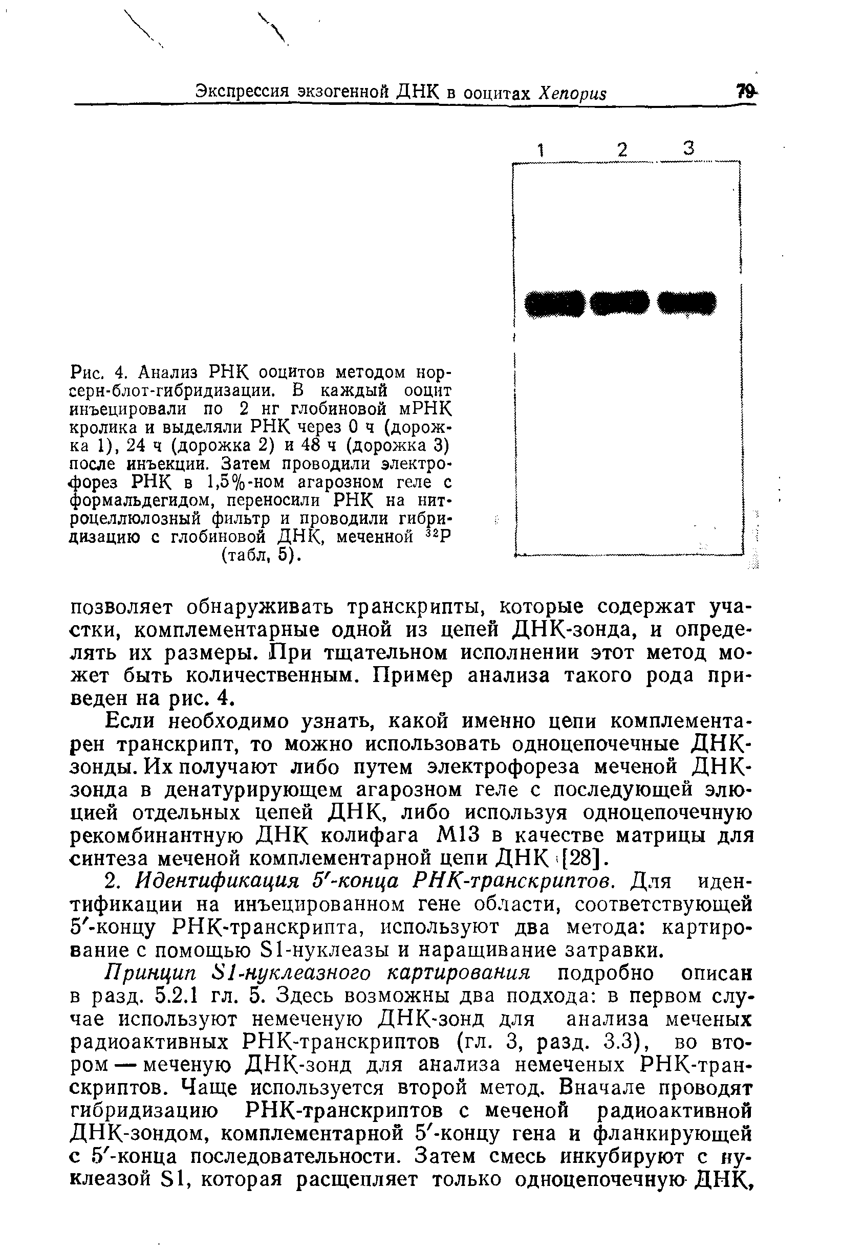 Рис. 4. Анализ РНК ооцитов методом нор-серн-блот-гибридизации. В каждый ооцит инъецировали по 2 нг глобиновой мРНК кролика и выделяли РНК через 0 ч (дорожка 1), 24 ч (дорожка 2) и 48 ч (дорожка 3) после инъекции. Затем проводили электрофорез РНК в 1,5%-ном агарозном геле с формальдегидом, переносили РНК на нитроцеллюлозный фильтр и проводили гибридизацию с глобиновой ДНК, меченной 32Р (табл, 5).