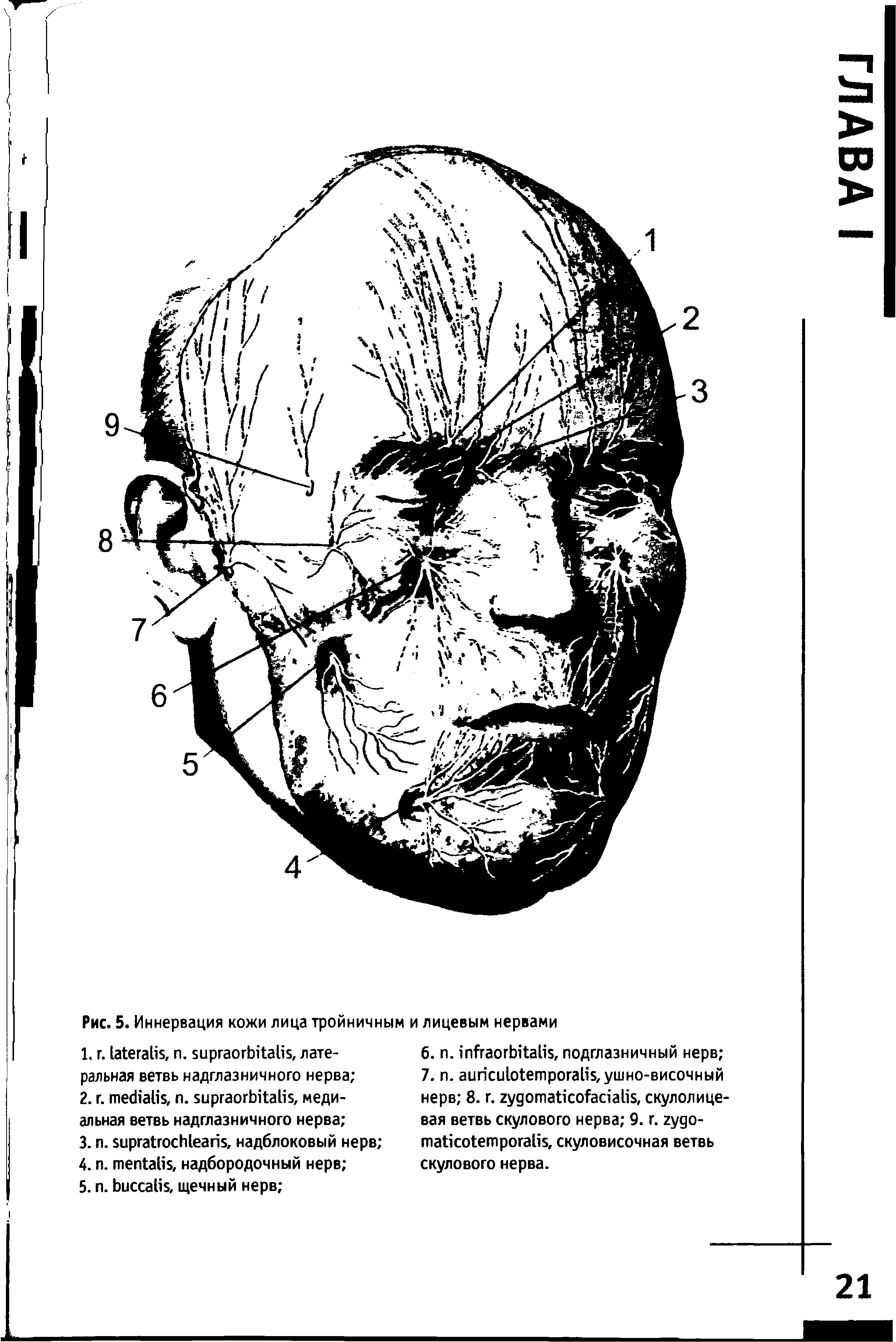 Рис. 5. Иннервация кожи лица тройничным и лицевым нервами...