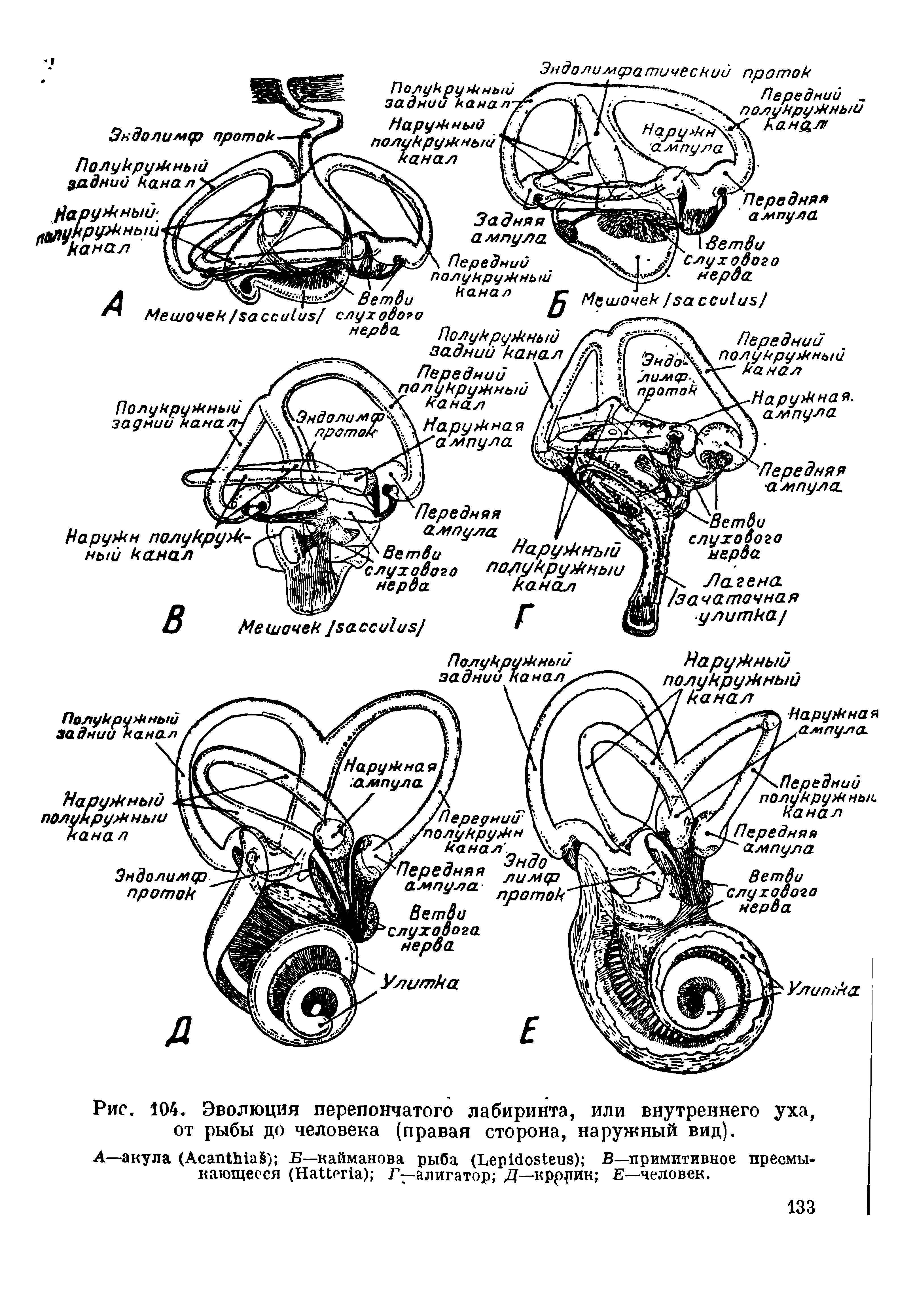 Рис. 104. Эволюция перепончатого лабиринта, или внутреннего уха, от рыбы до человека (правая сторона, наружный вид).