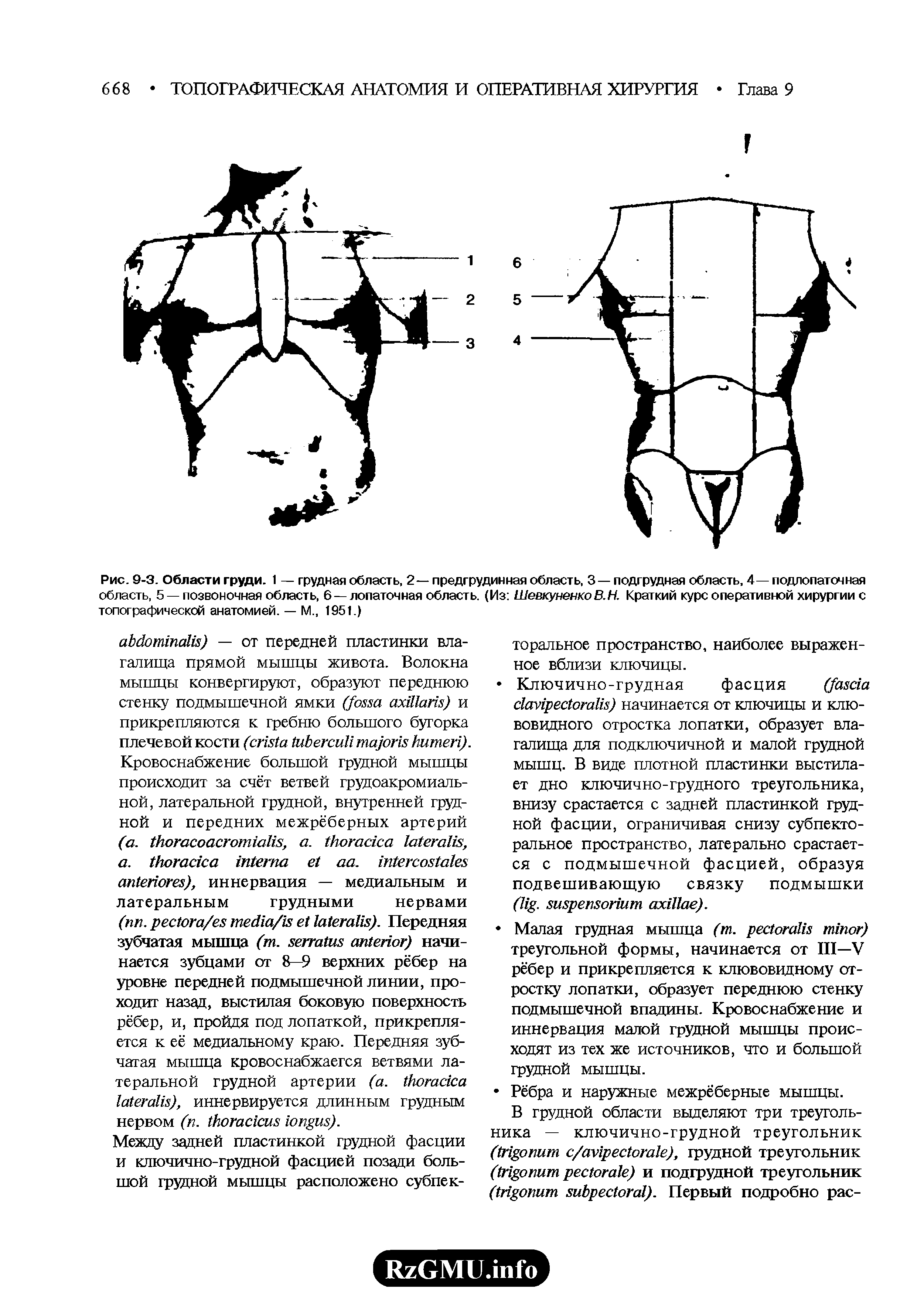 Рис. 9-3. Области груди. 1 — грудная область, 2— предгрудинная область, 3— подгрудная область, 4— подлопаточная область, 5 — позвоночная область, 6 — лопаточная область. (Из ШевкуненкоВ.Н. Краткий курс оперативной хирургии с топографической анатомией. — М., 1951.)...