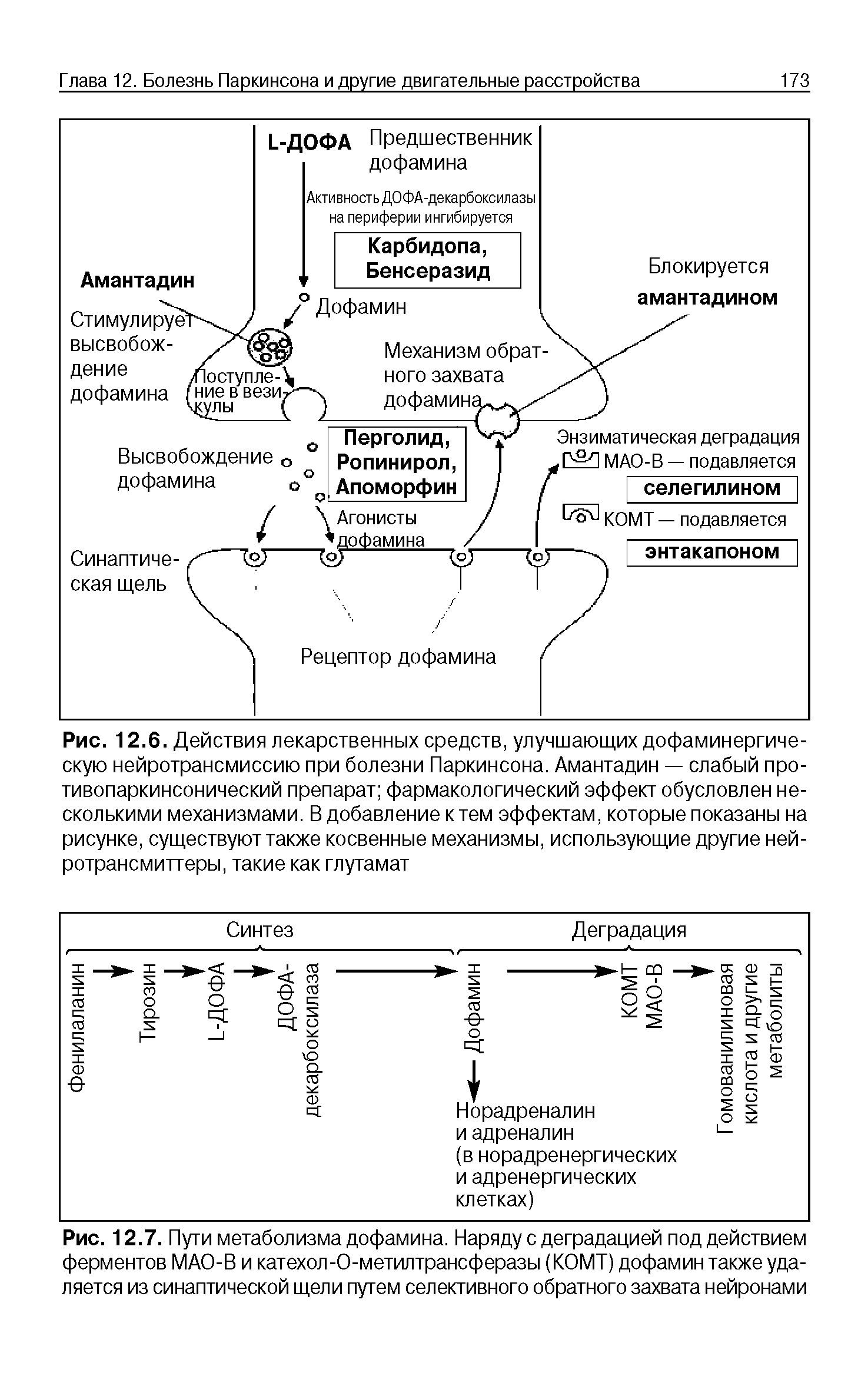 Рис. 12.7. Пуги метаболизма дофамина. Наряду с деградацией под действием ферментов МАО-В и катехол-0-метилтрансферазы (КОМТ) дофамин также удаляется из синаптической щели путем селективного обратного захвата нейронами...