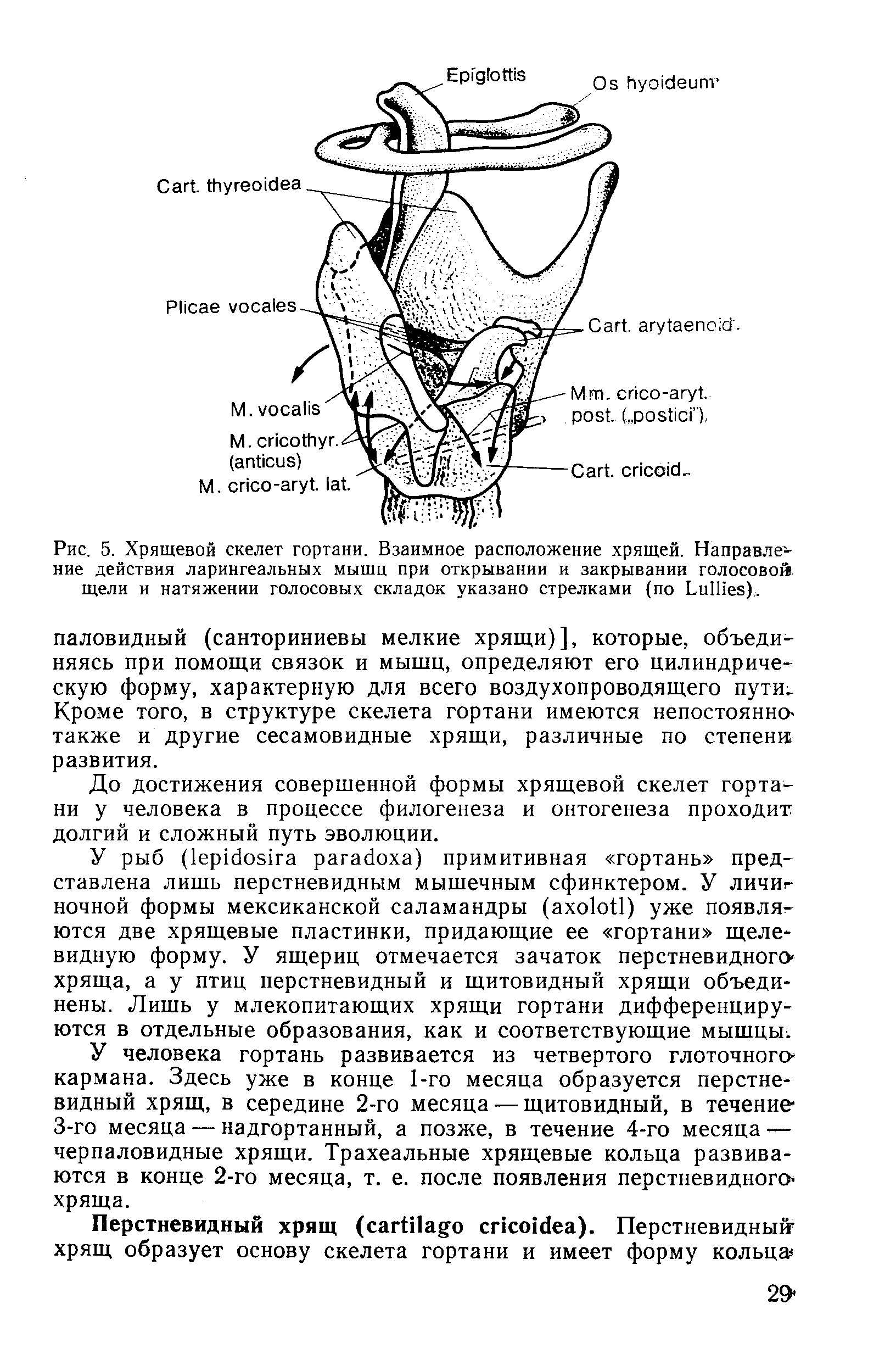 Рис. 5. Хрящевой скелет гортани. Взаимное расположение хрящей. Направление действия ларингеальных мышц при открывании и закрывании голосовой щели и натяжении голосовых складок указано стрелками (по L ),.