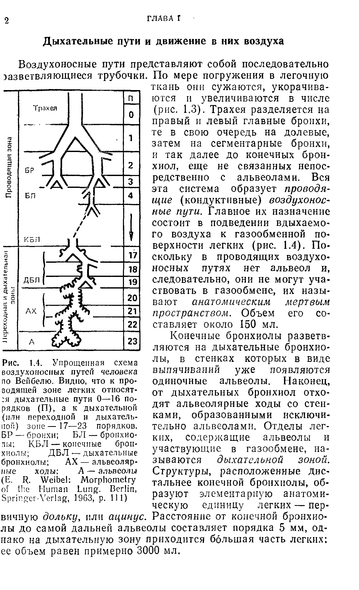 Воздухоносные пути по схеме вейбеля насчитывают порядка ов