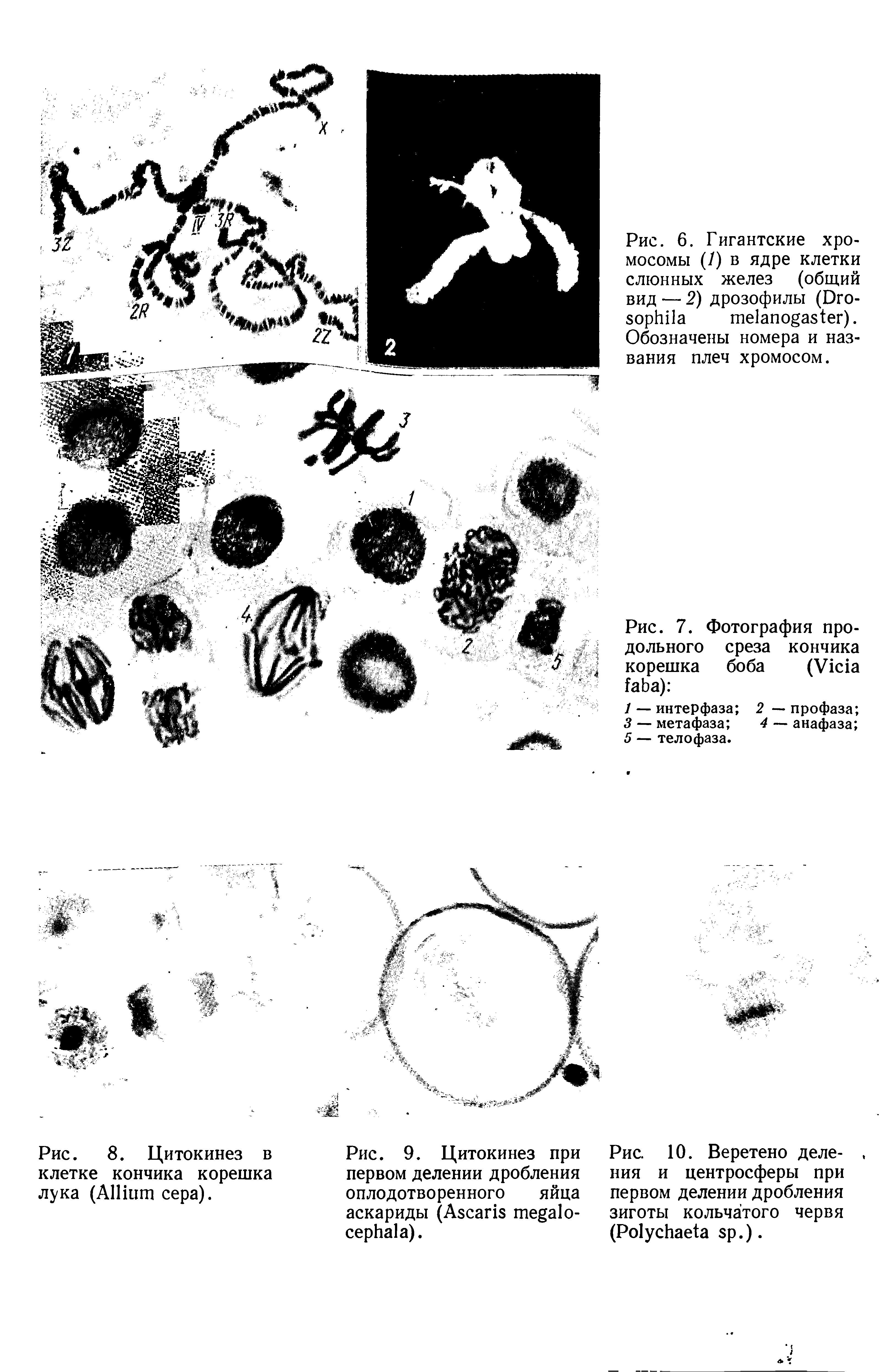 Рис. 6. Гигантские хромосомы (/) в ядре клетки слюнных желез (общий вид — 2) дрозофилы (D ). Обозначены номера и названия плеч хромосом.