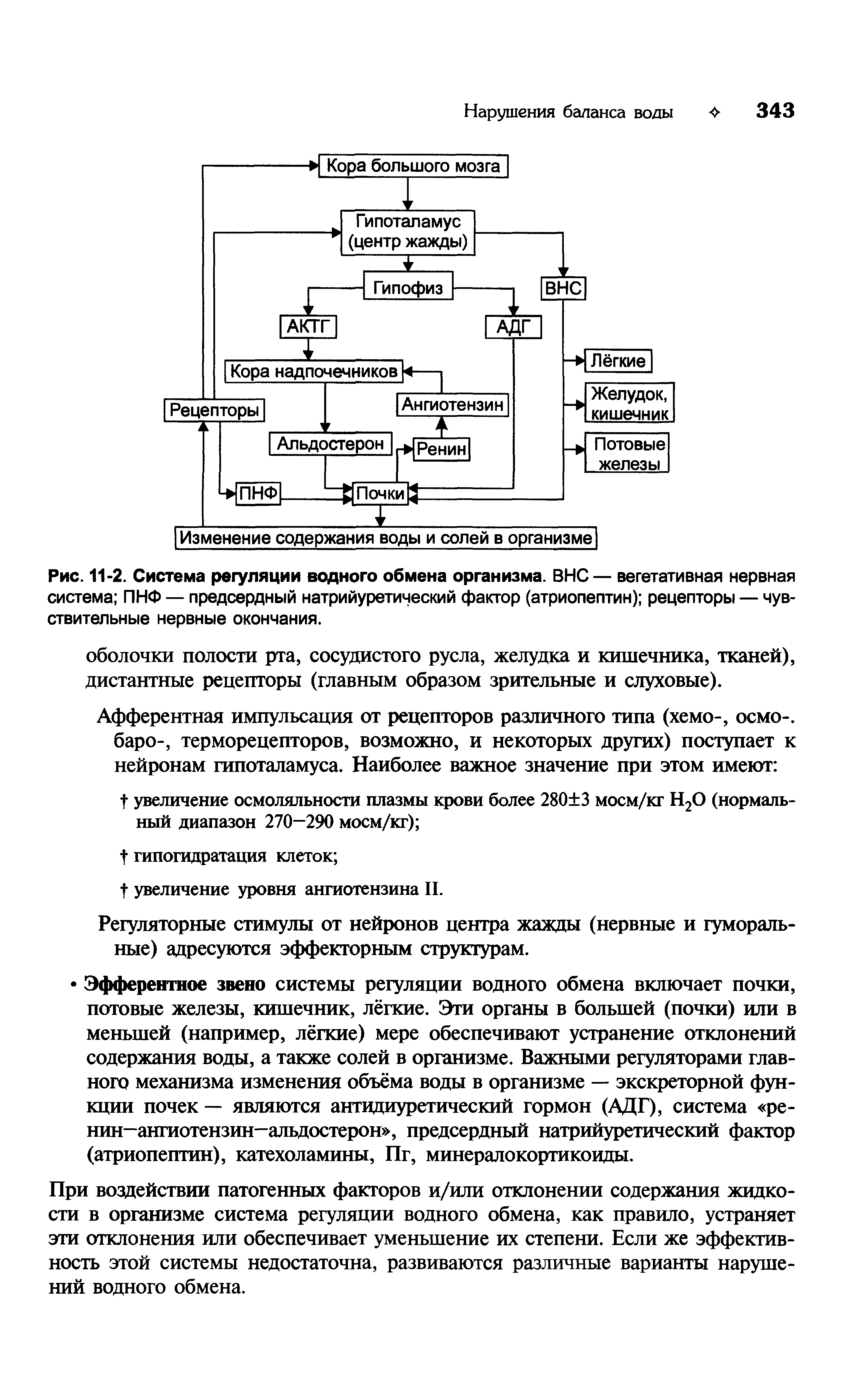 Рис. 11-2. Система регуляции водного обмена организма. ВНС — вегетативная нервная система ПНФ — предсердный натрийуретический фактор (атриопептин) рецепторы — чувствительные нервные окончания.