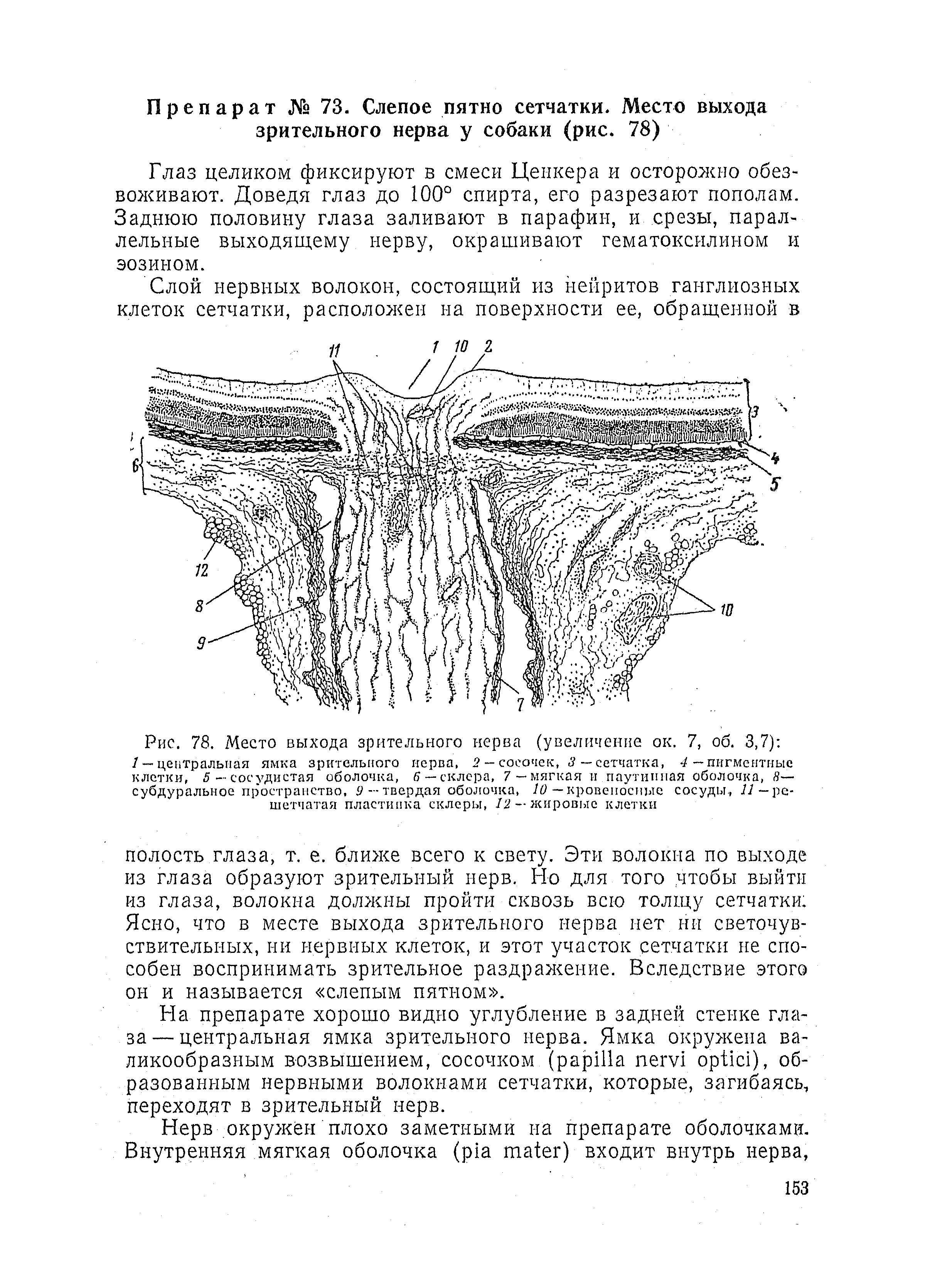 Рис. 78. Место выхода зрительного нерва (увеличение ок. 7, об. 3,7) / — центральная ямка зрительного нерва, 2 — сосочек, 3-- сетчатка, -/—пигментные клетки, 5— сосудистая оболочка, 6 — склера, 7—мягкая и паутинная оболочка, Я— субдуральное пространство, < —твердая оболочка, 10 — кровеносные сосуды, //—решетчатая пластинка склеры, 12 — жировые клетки...