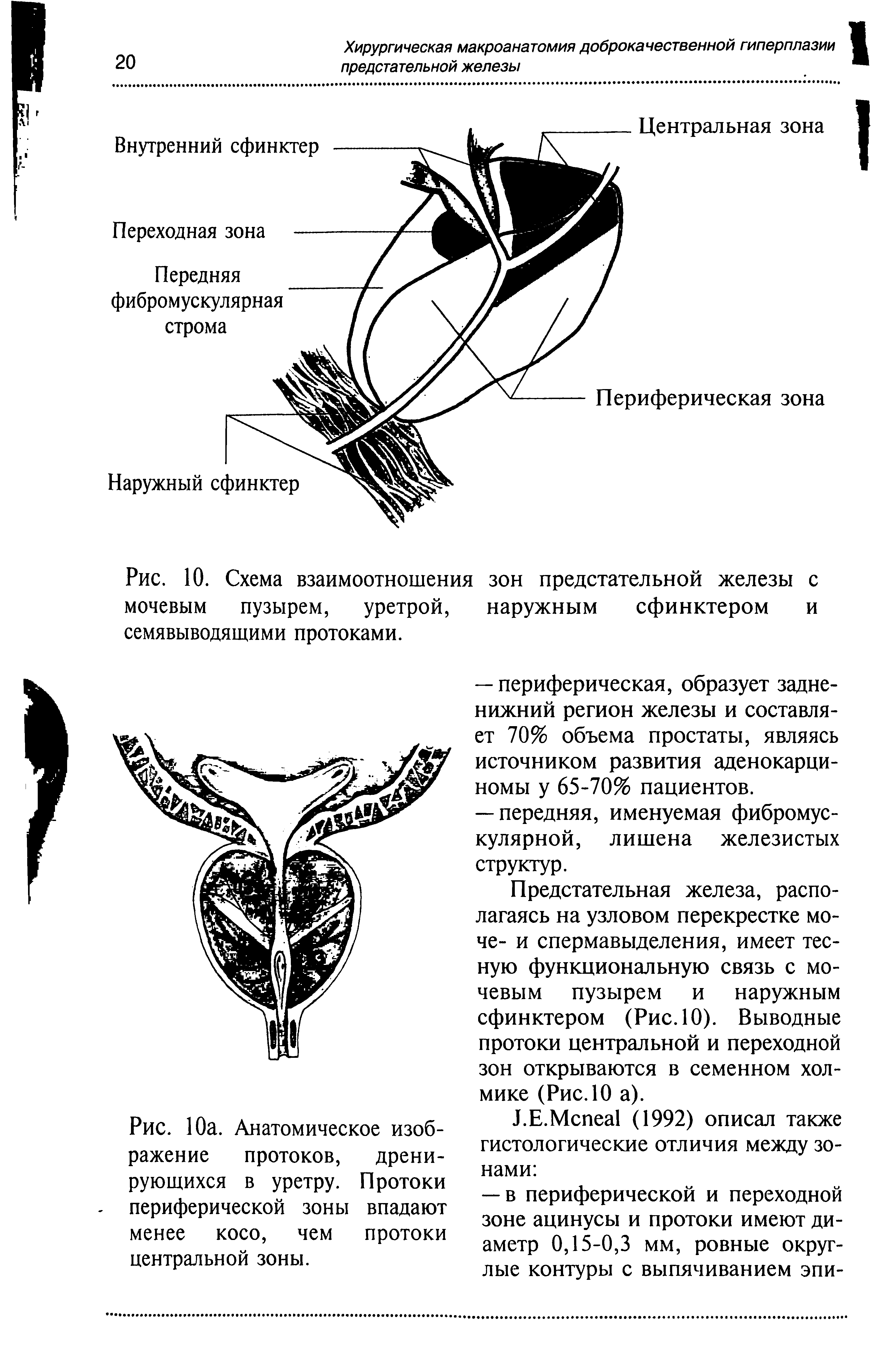 Рис. 10. Схема взаимоотношения зон предстательной железы с мочевым пузырем, уретрой, наружным сфинктером и семявыводящими протоками.