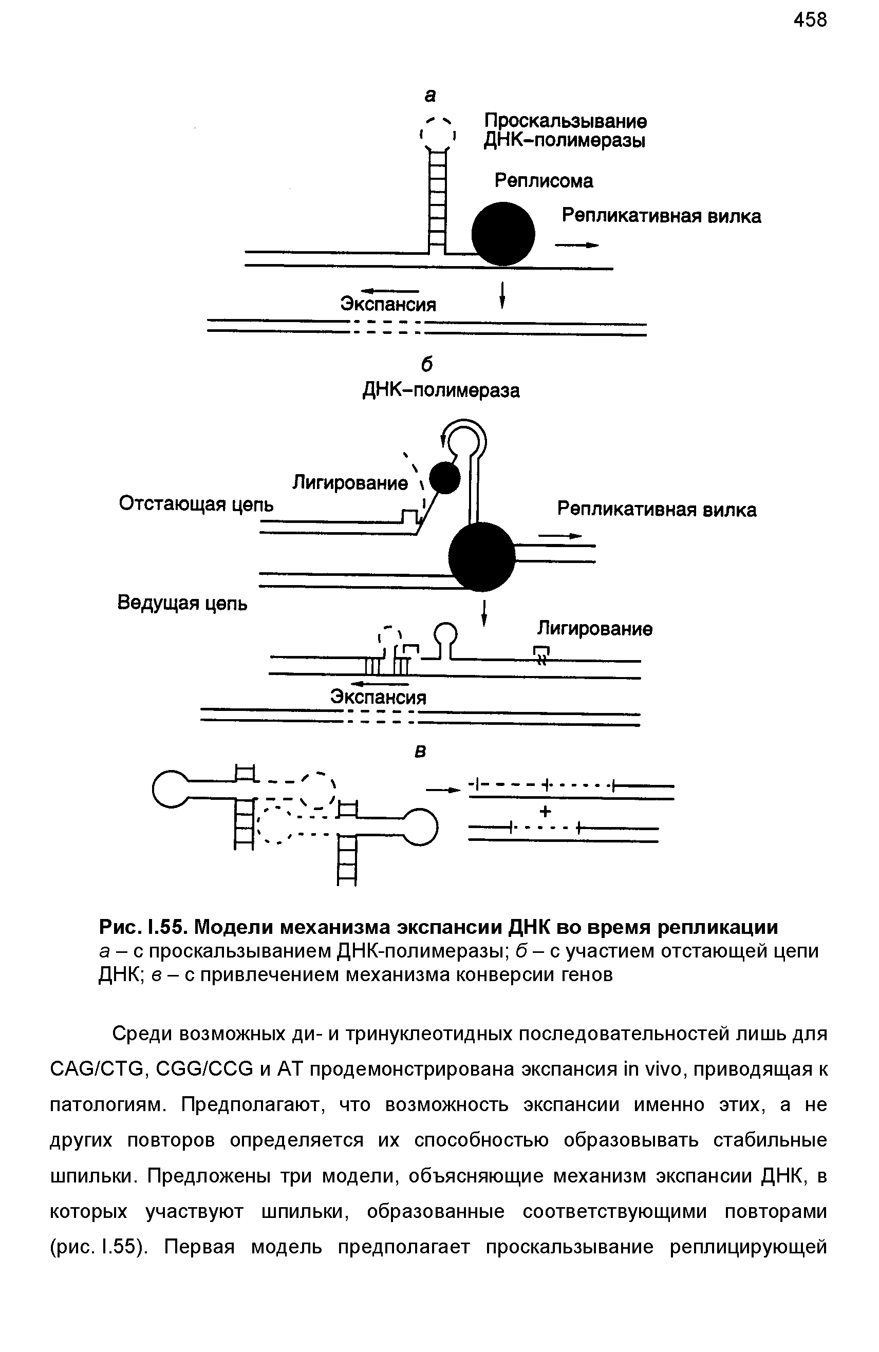 Рис. 1.55. Модели механизма экспансии ДНК во время репликации а - с проскальзыванием ДНК-полимеразы б -с участием отстающей цепи...