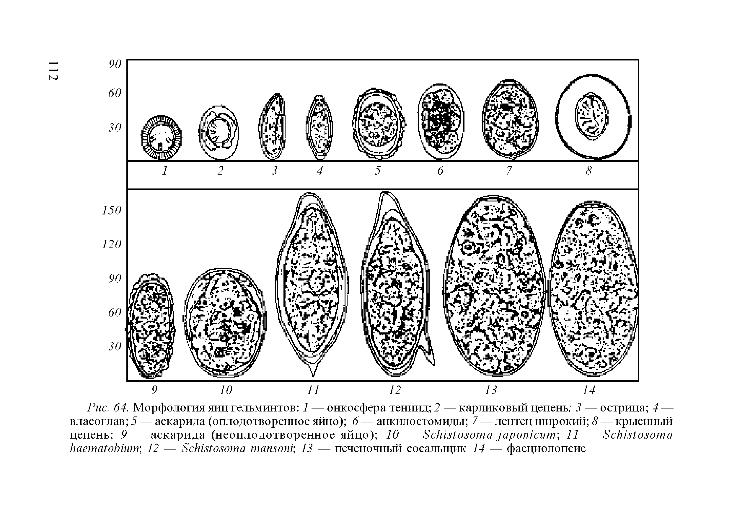 Рис. 64. Морфология яиц гельминтов 1 — онкосфера тениид 2 — карликовый цепень 3 — острица 4 — власоглав 5 — аскарида (оплодотворенное яйцо) 6 — анкилостомиды 7 — лентец широкий 8 — крысиный цепень 9 — аскарида (неоплодотворенное яйцо) 10 — S , 11 — S -, 12 — S 13 — печеночный сосальщик 14 — фасциолопсис...