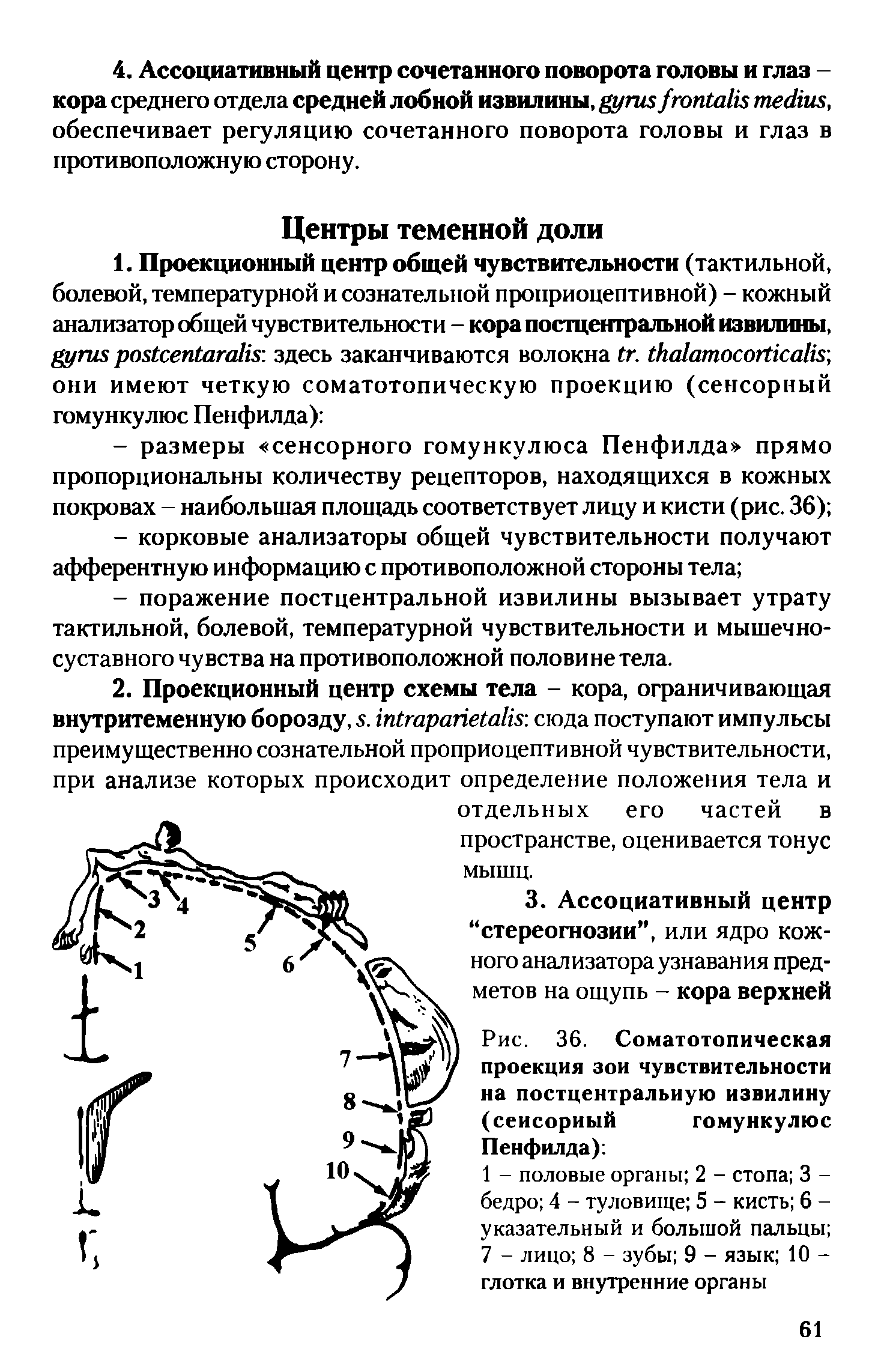 Рис. 36. Соматотопическая проекция зои чувствительности на постцентральную извилину (сенсорный гомункулюс...