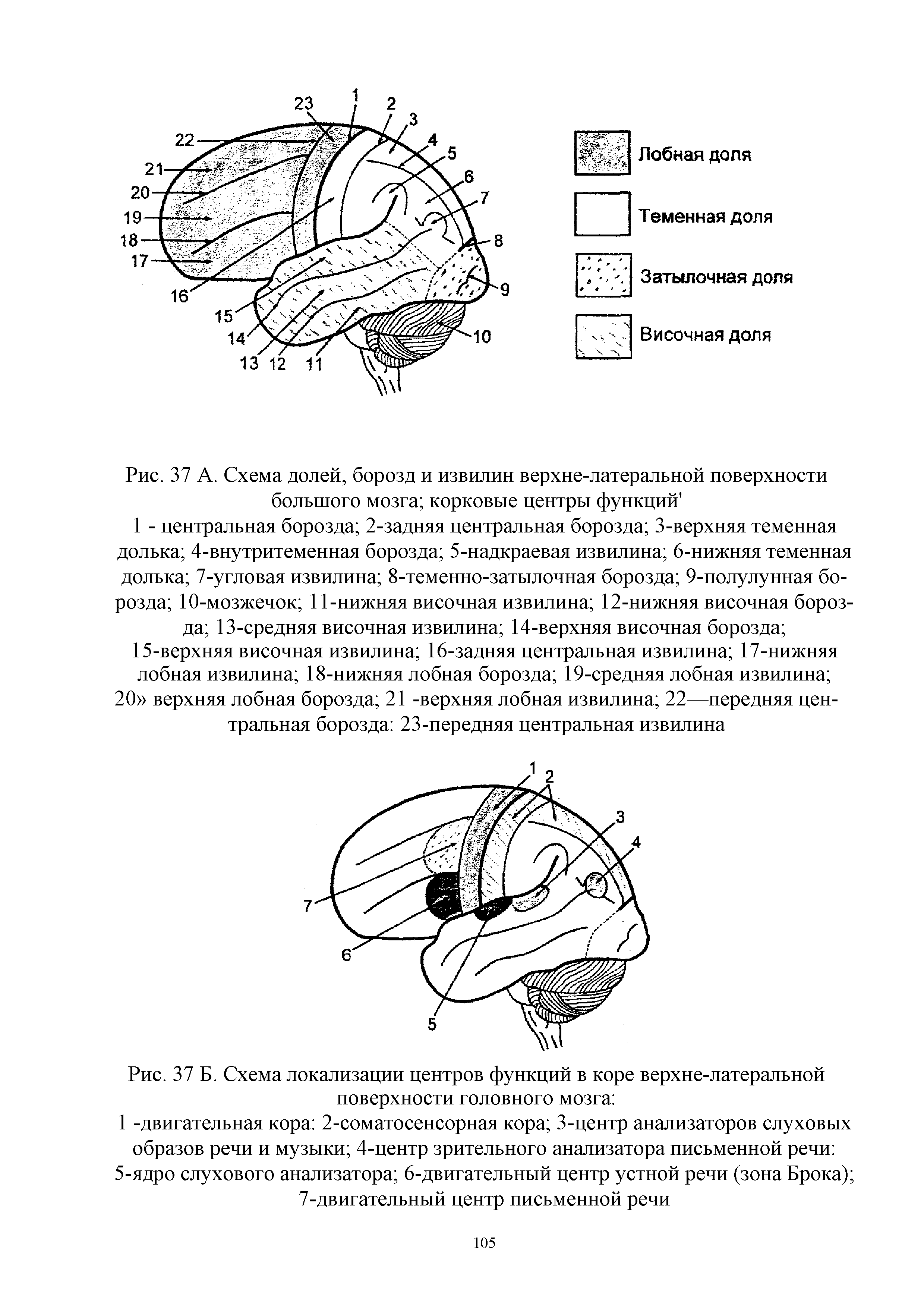 Рис. 37 Б. Схема локализации центров функций в коре верхне-латеральной поверхности головного мозга ...