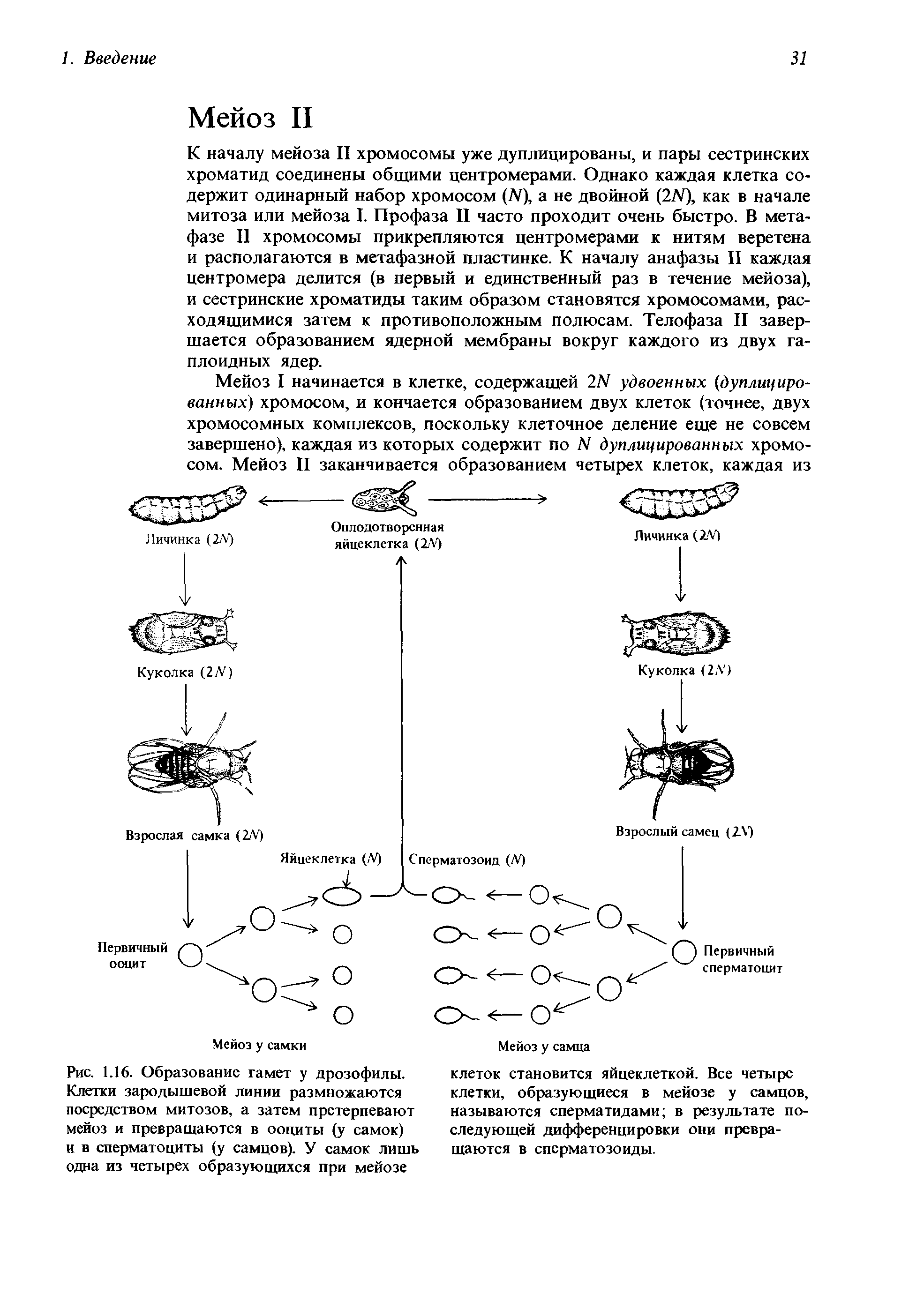 Рис. 1.16. Образование гамет у дрозофилы. Клетки зародышевой линии размножаются посредством митозов, а затем претерпевают мейоз и превращаются в ооциты (у самок) и в сперматоциты (у самцов). У самок лишь одна из четырех образующихся при мейозе...