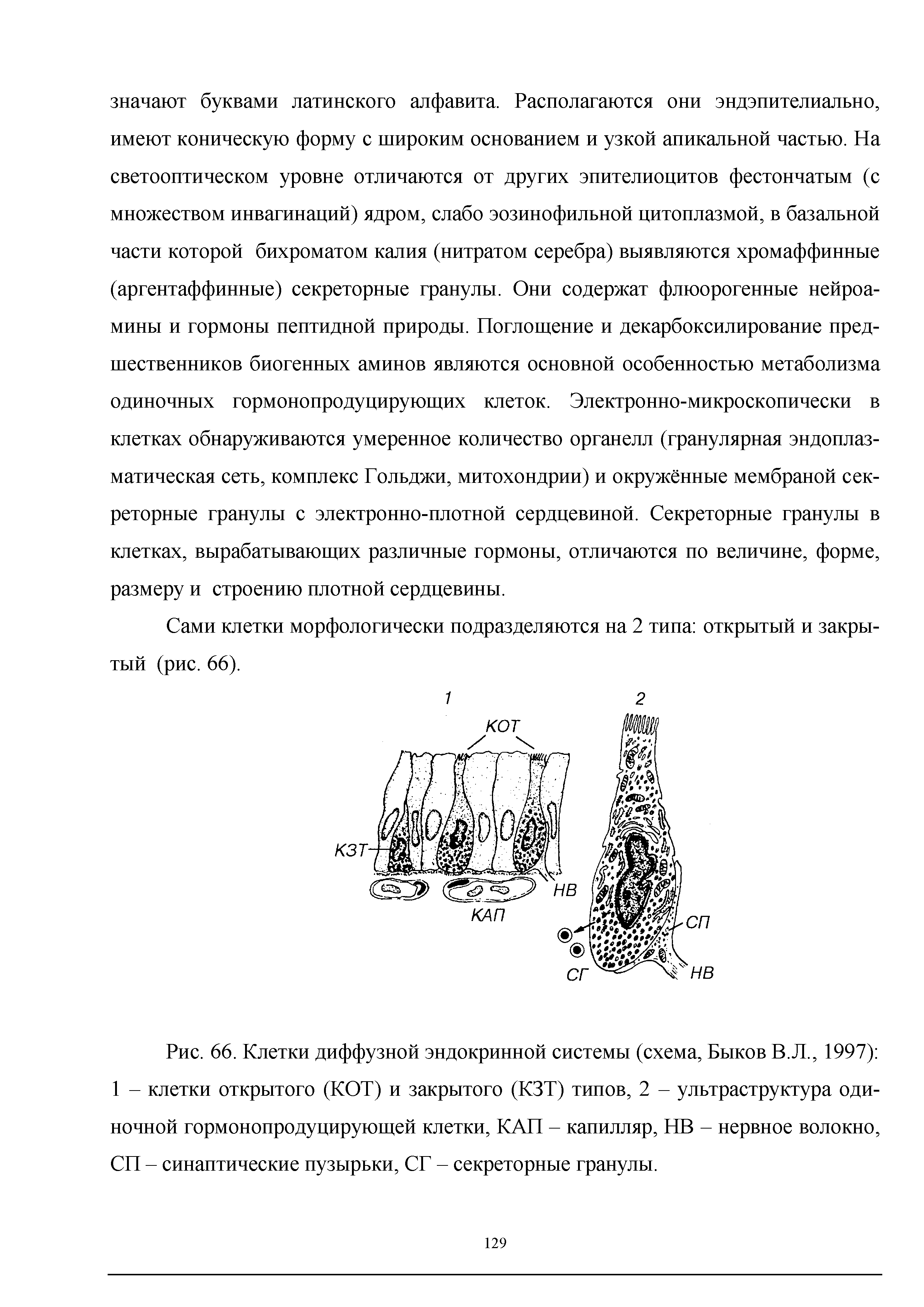 Рис. 66. Клетки диффузной эндокринной системы (схема, Быков В.Л., 1997) 1 - клетки открытого (КОТ) и закрытого (КЗТ) типов, 2 - ультраструктура одиночной гормонопродуцирующей клетки, КАП - капилляр, НВ - нервное волокно, СП - синаптические пузырьки, СГ - секреторные гранулы.