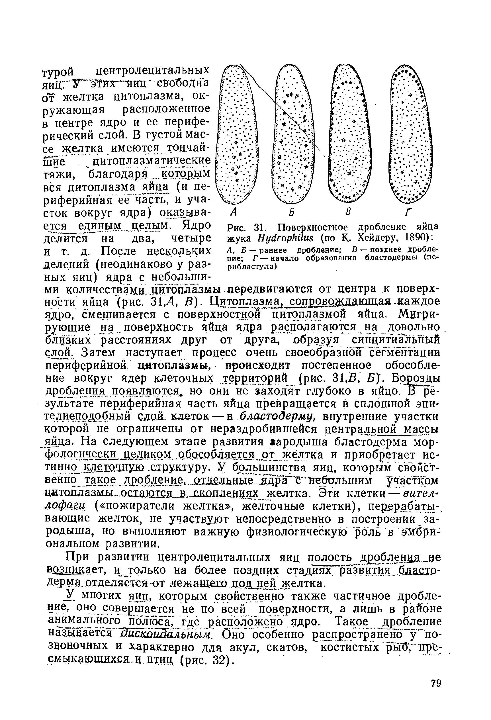 Рис. 31. Поверхностное дробление яйца жука Ну орНИиБ (по К. Хейдеру, 1890) А, Б — раннее дробление В — позднее дробление Г — начало образования бластодермы (перибластула)...