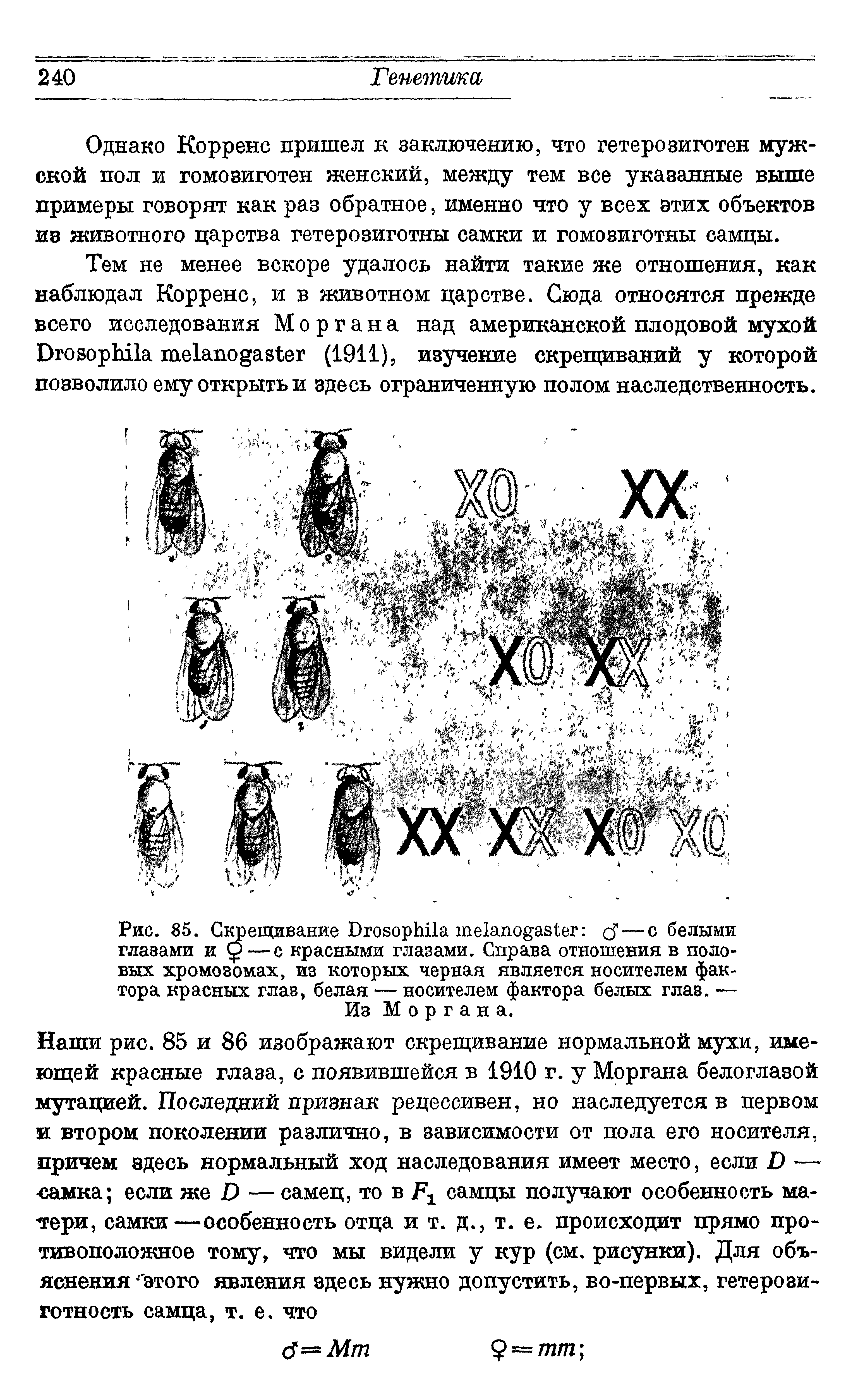 Рис. 85. Скрещивание D J1—с белыми глазами и —с красными глазами. Справа отношения в половых. хромозомах, ив которых черная является носителем фактора красных глав, белая — носителем фактора белых глав. — Из Моргана.